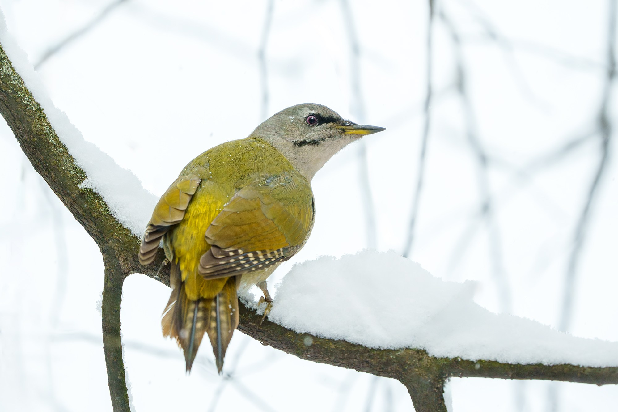 Удивительные мир птиц. Вокруг нас столько прекрасного — присмотритесь!. Ваш личный фотограф Марина Волкова