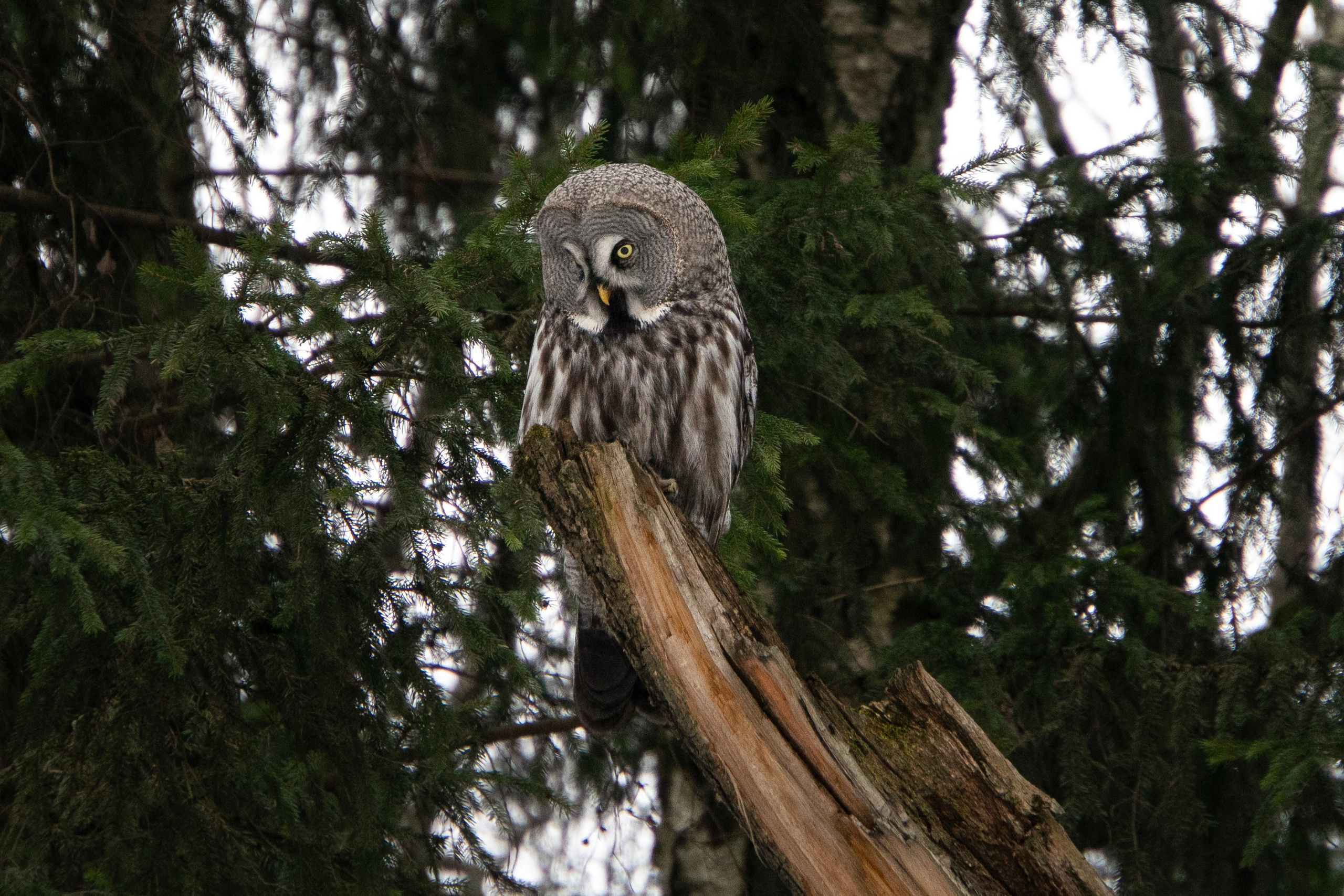 Удивительные мир птиц. Вокруг нас столько прекрасного — присмотритесь!. Ваш личный фотограф Марина Волкова