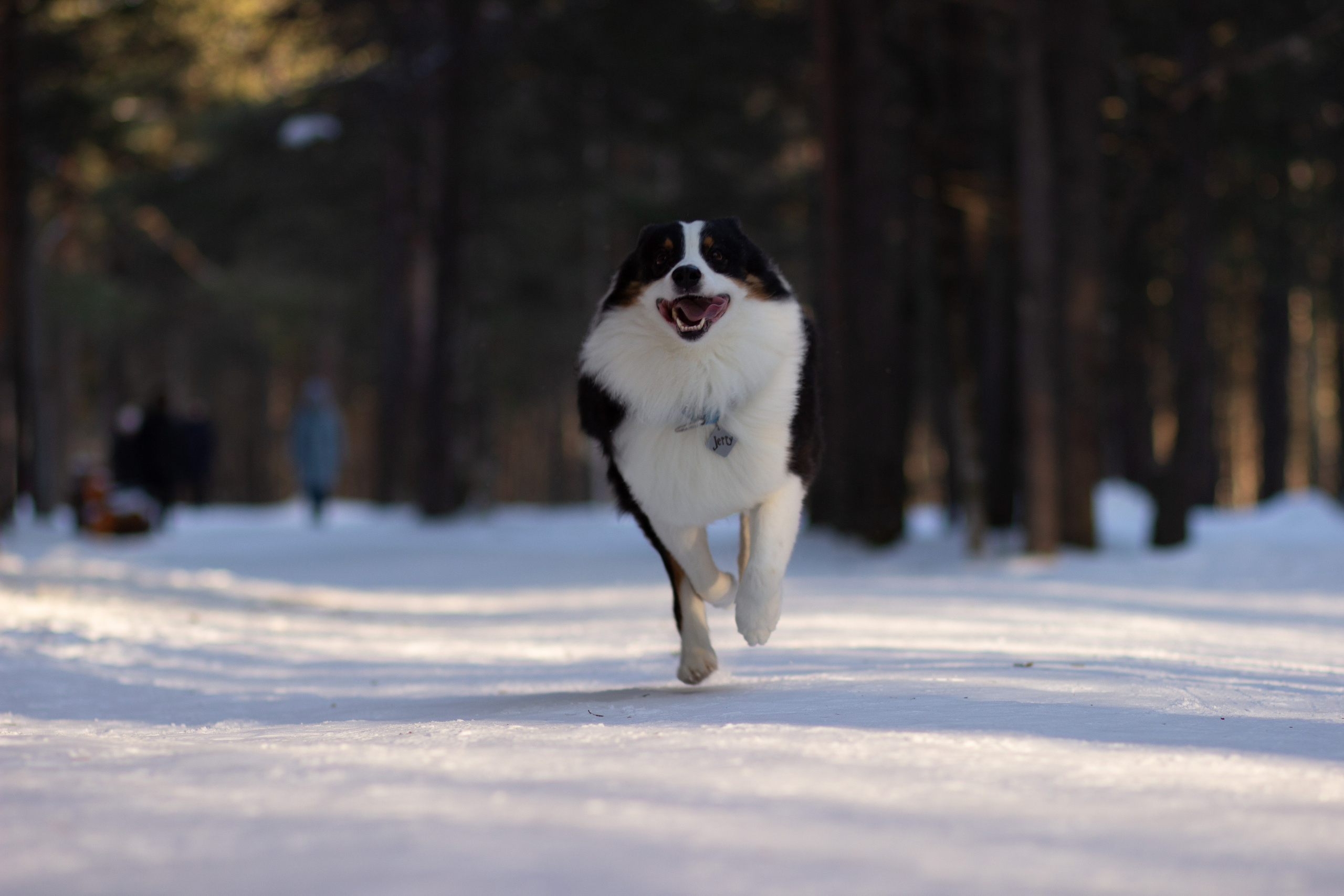 Ваши фотографии. Фотограф анималист Осипчикова Мария