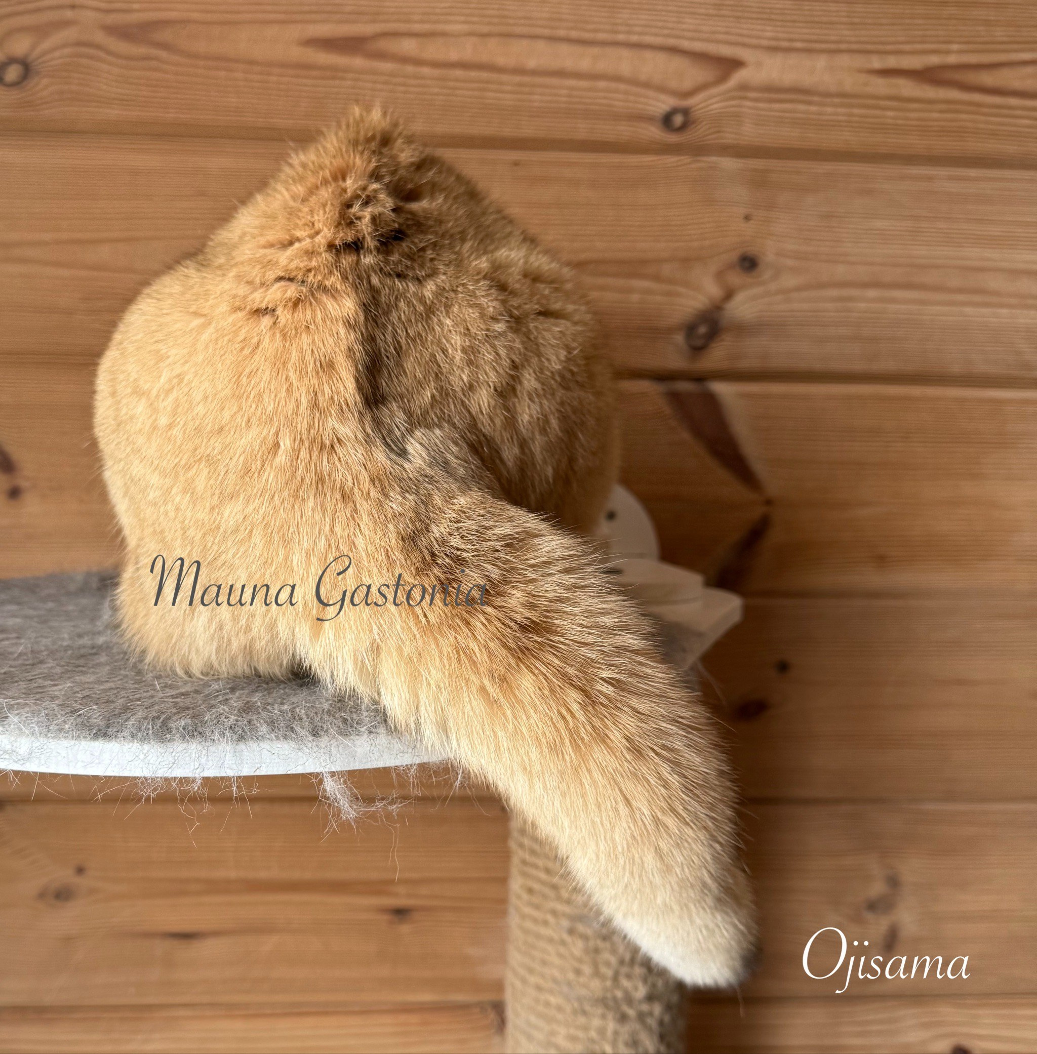 Ojisama. Mauna Gastonia