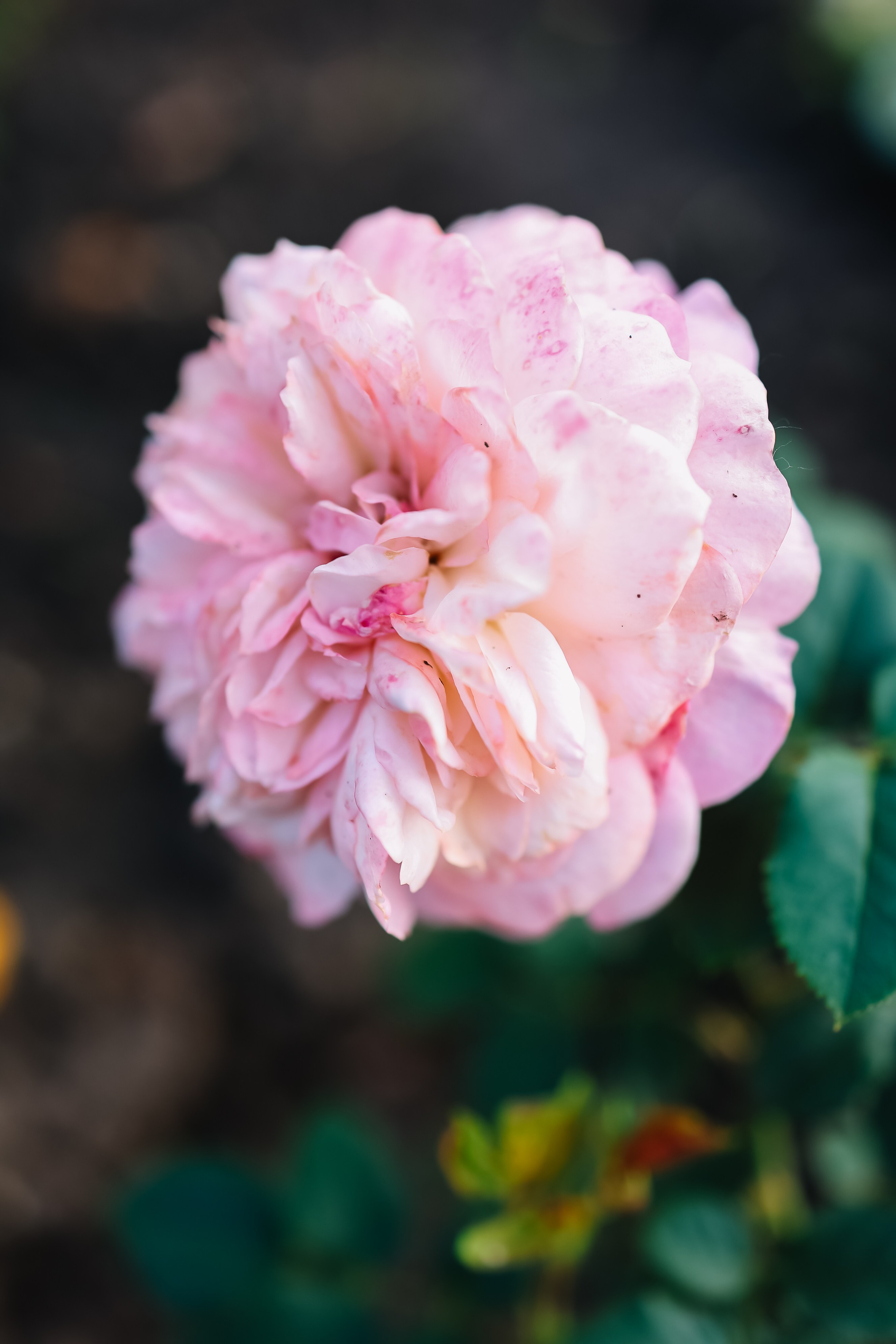 Корпоратив. Семейный и детский фотограф в Новосибирске Алёна Малахова