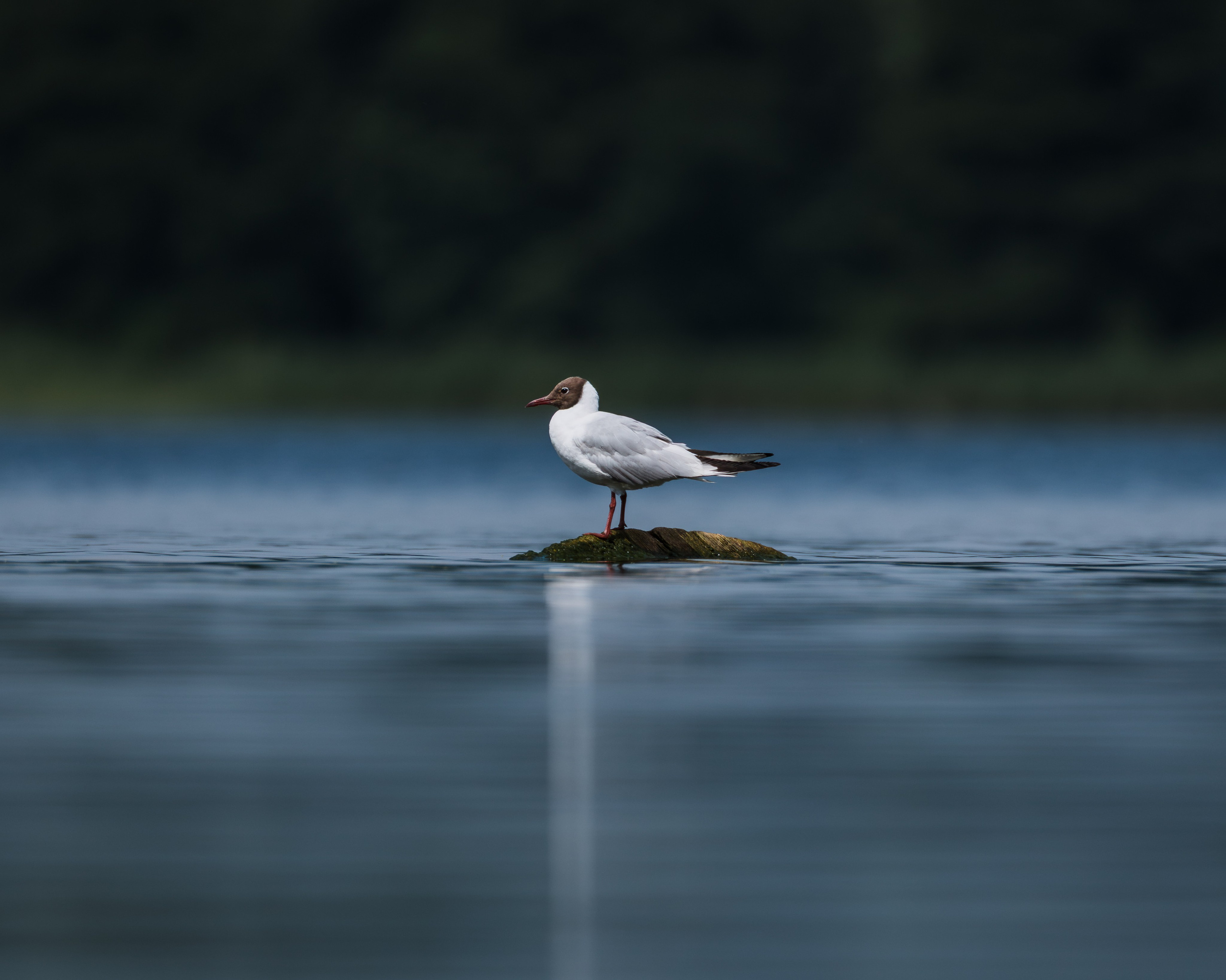 Voronezh 2026. Anton Chernov | Wildlife photographer