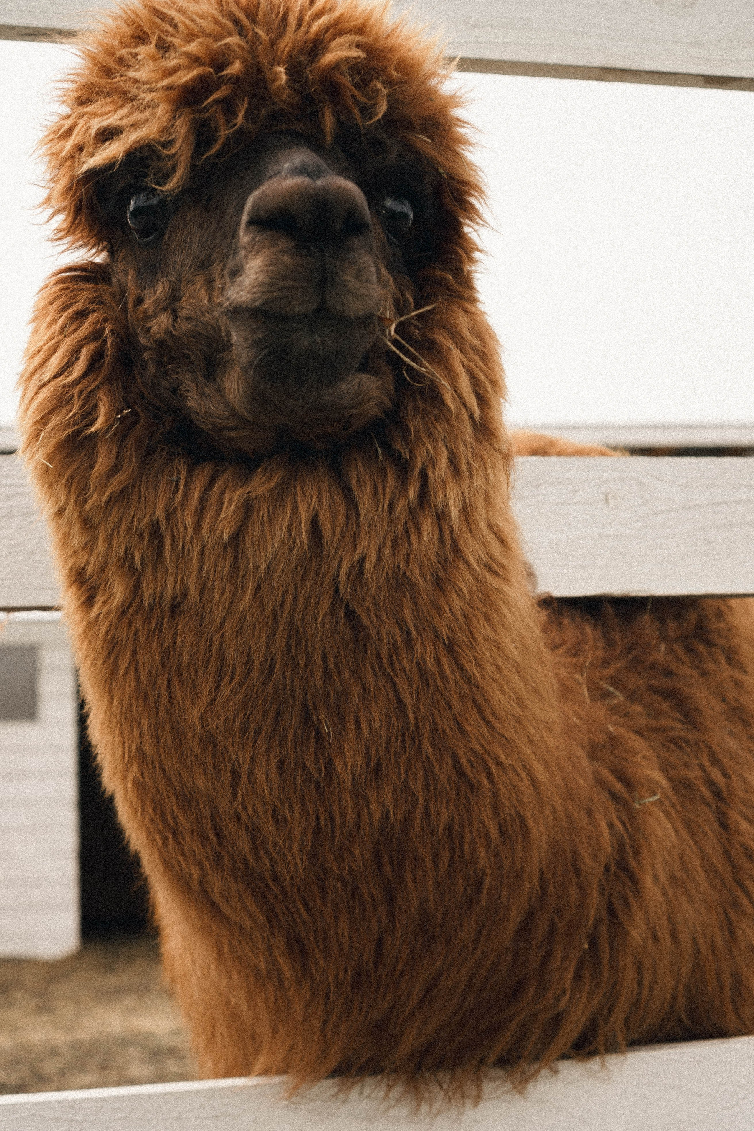 Ферма Альпак. Профессиональный фотограф, Санкт-Петербург — Виктория Богомолова