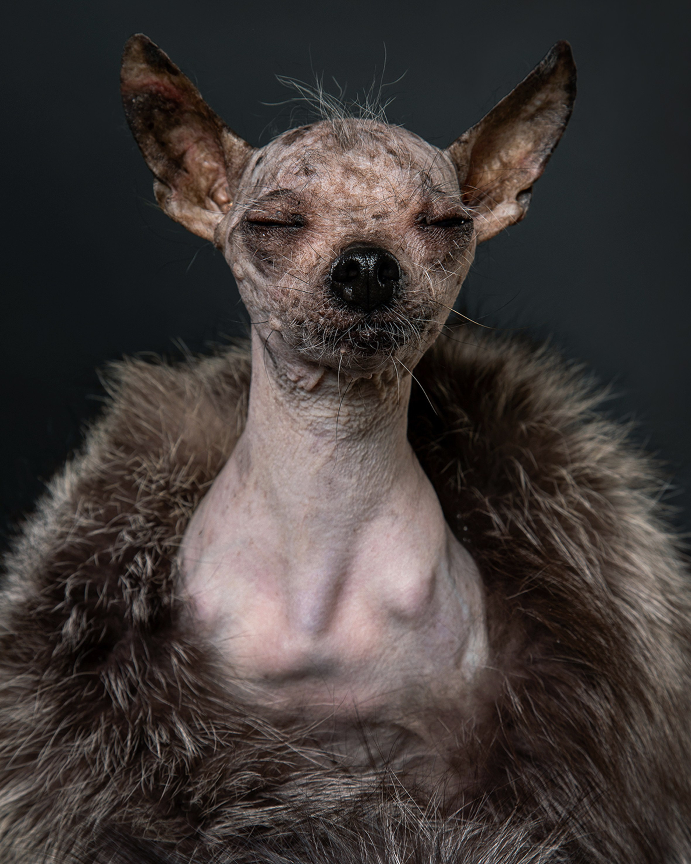 Pets Photography / Фотограф Собак