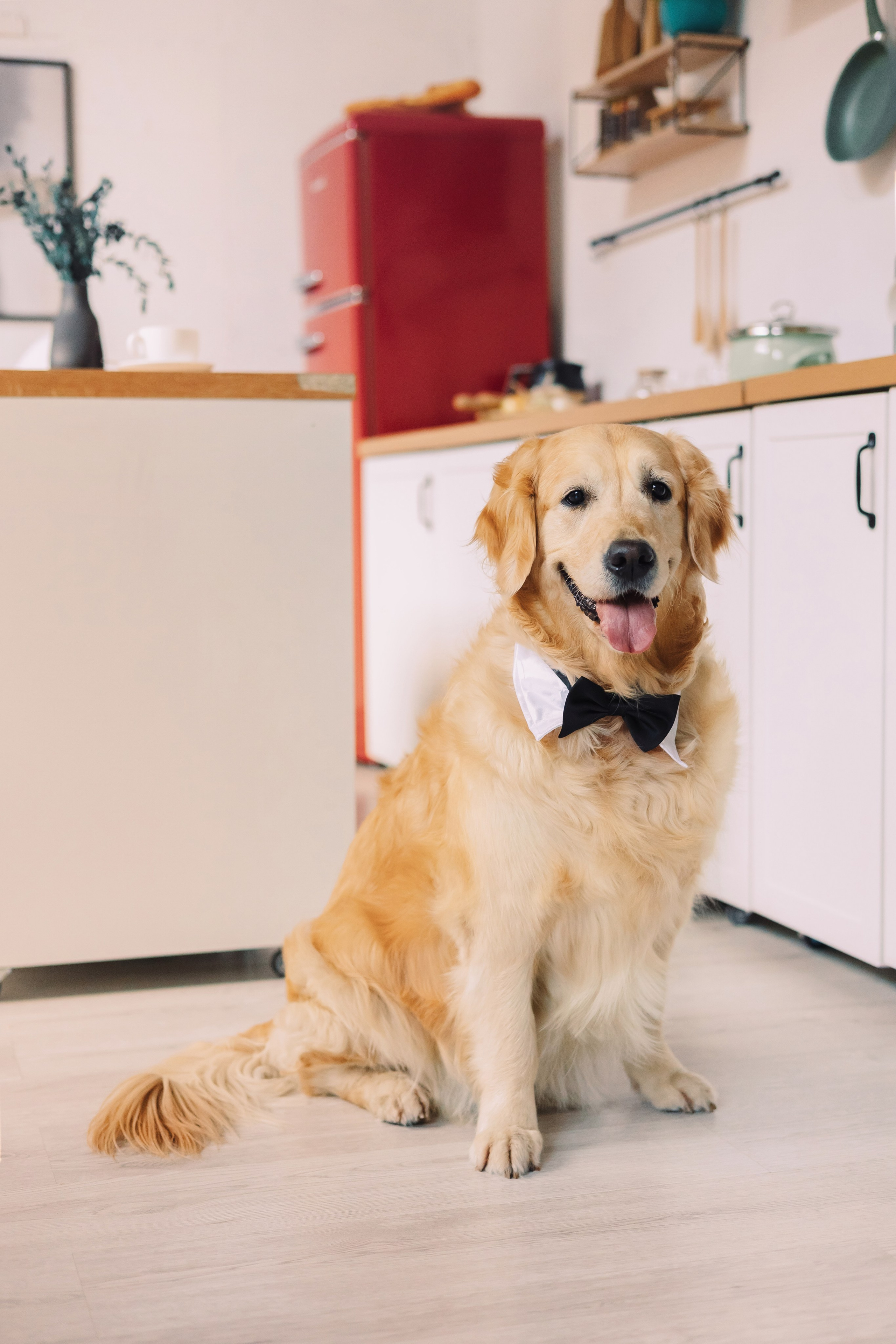 Магазин Friend of mine. Фотограф-анималист Елена Радченко, Москва