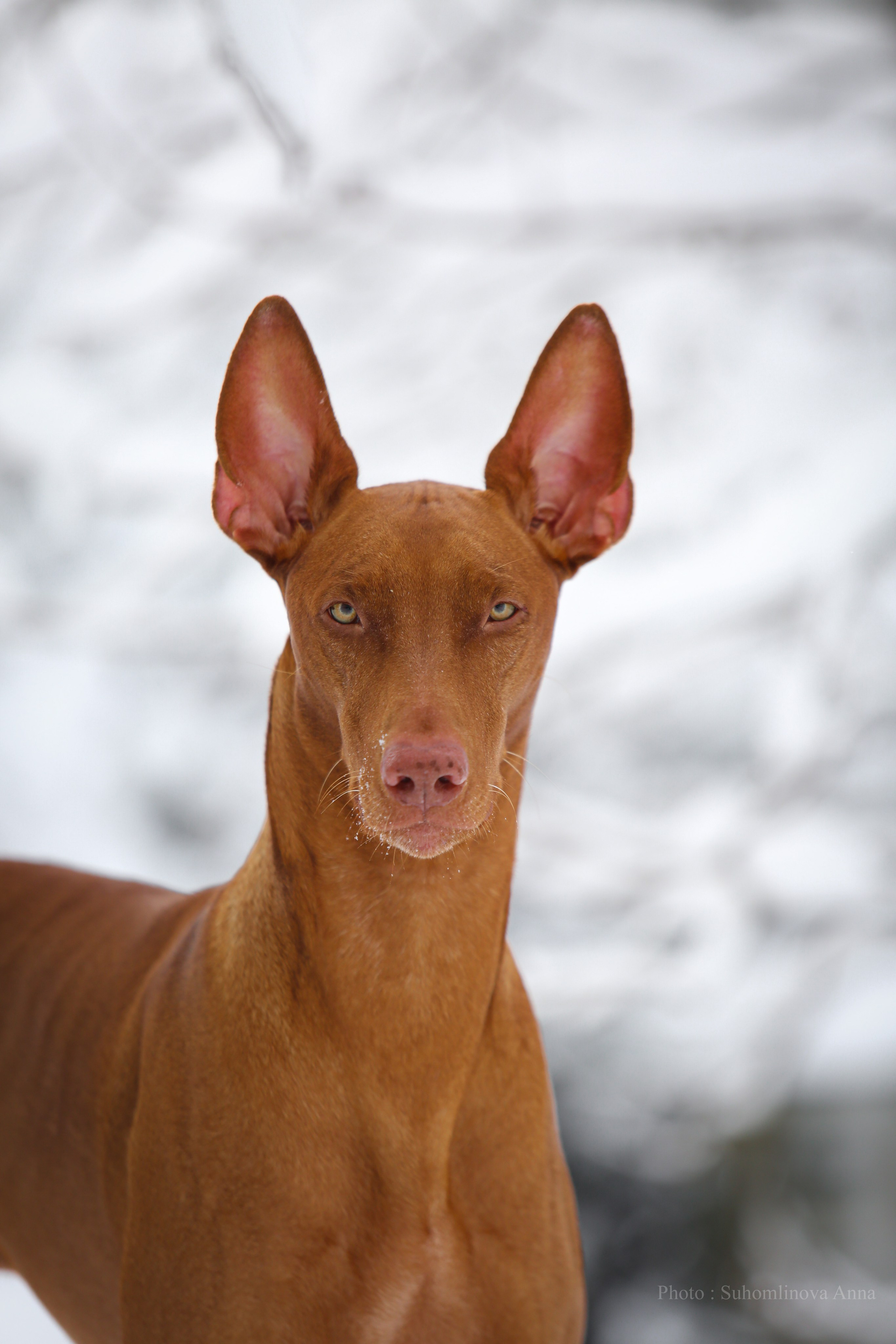 Животные отдельно