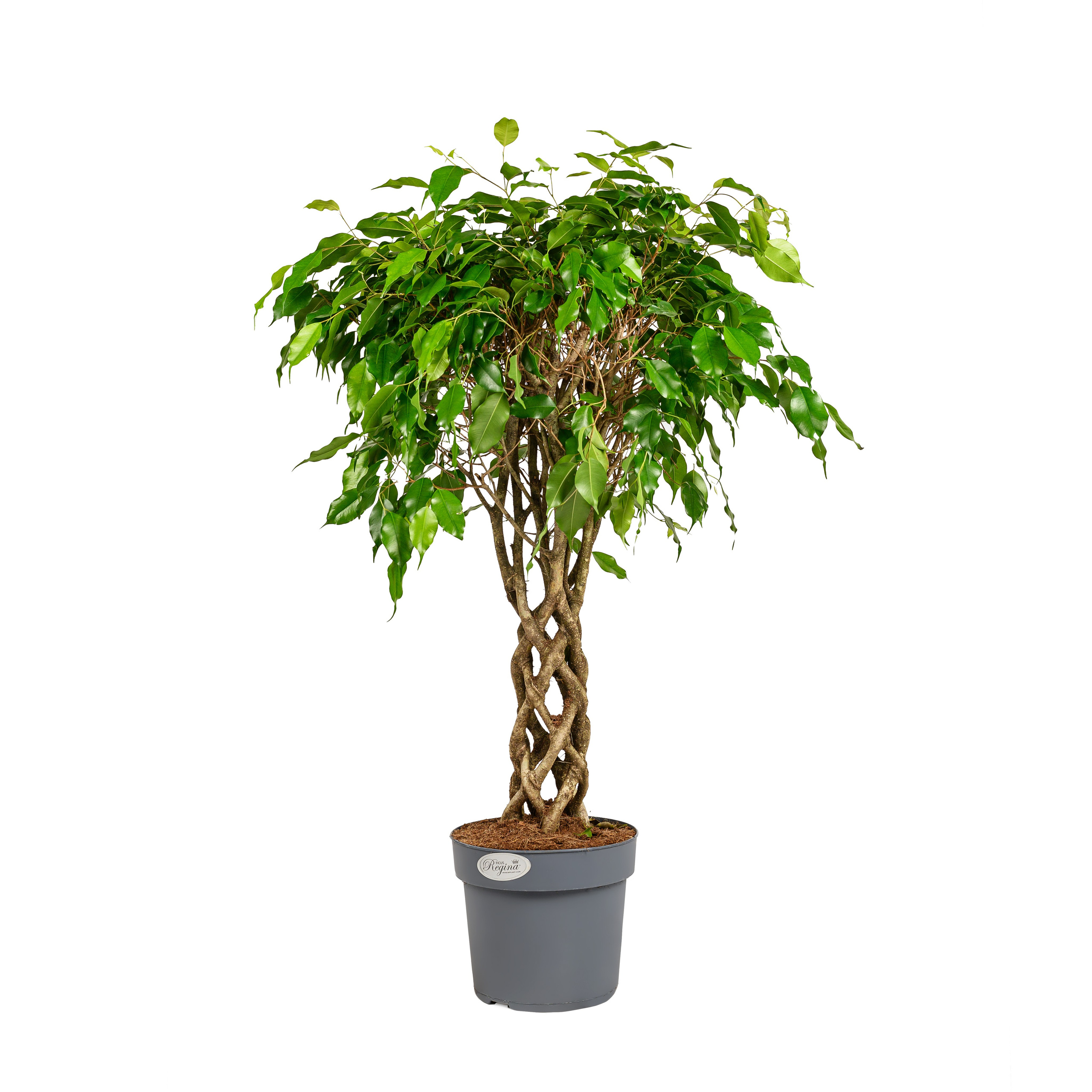 Аквариум. Предметный фотограф в Краснодаре Вера Капитанова. Предметная съёмка