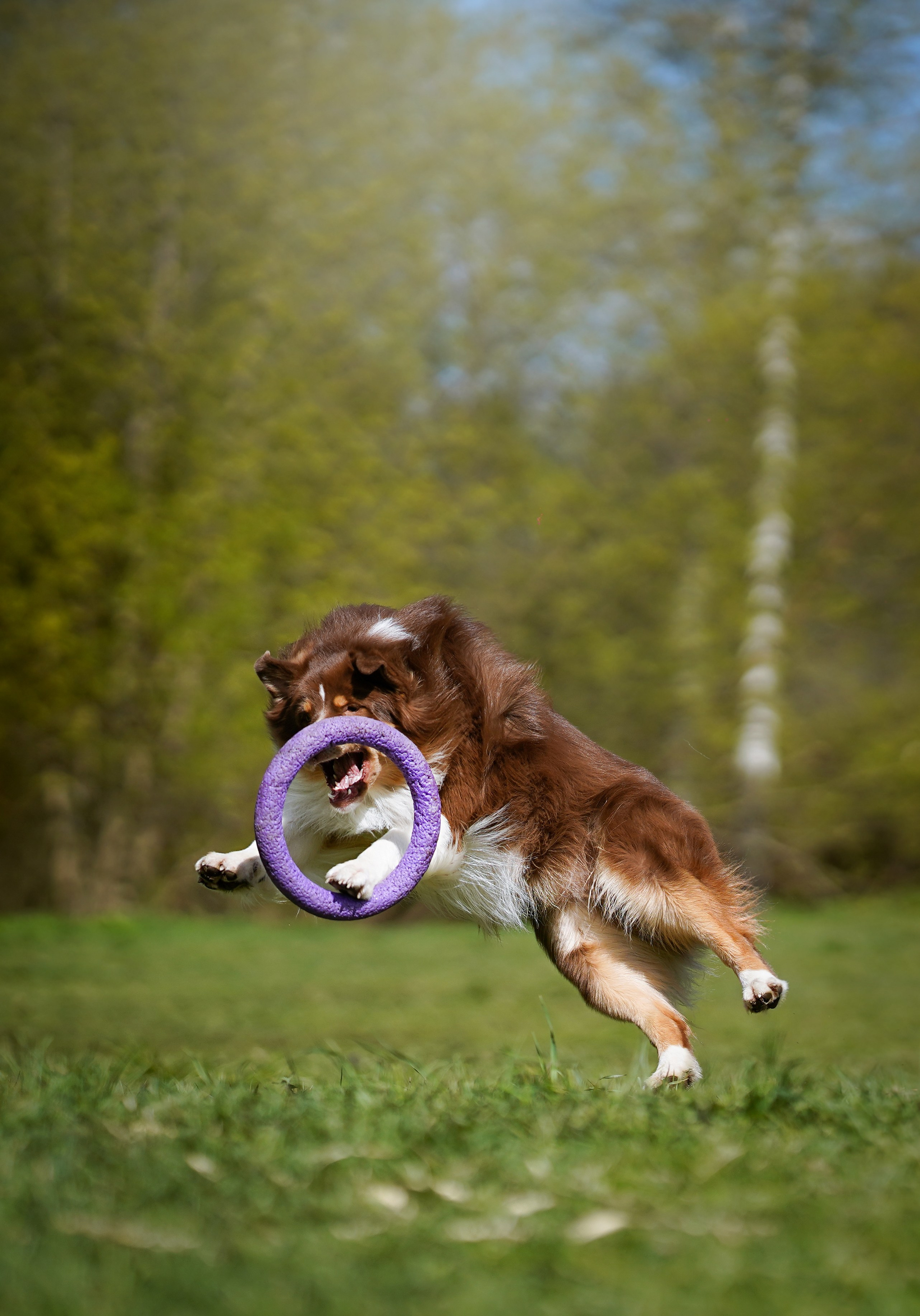 Рокки и Гермиона. Фотограф-анималист в Санкт-Петербурге Яна Мартынова