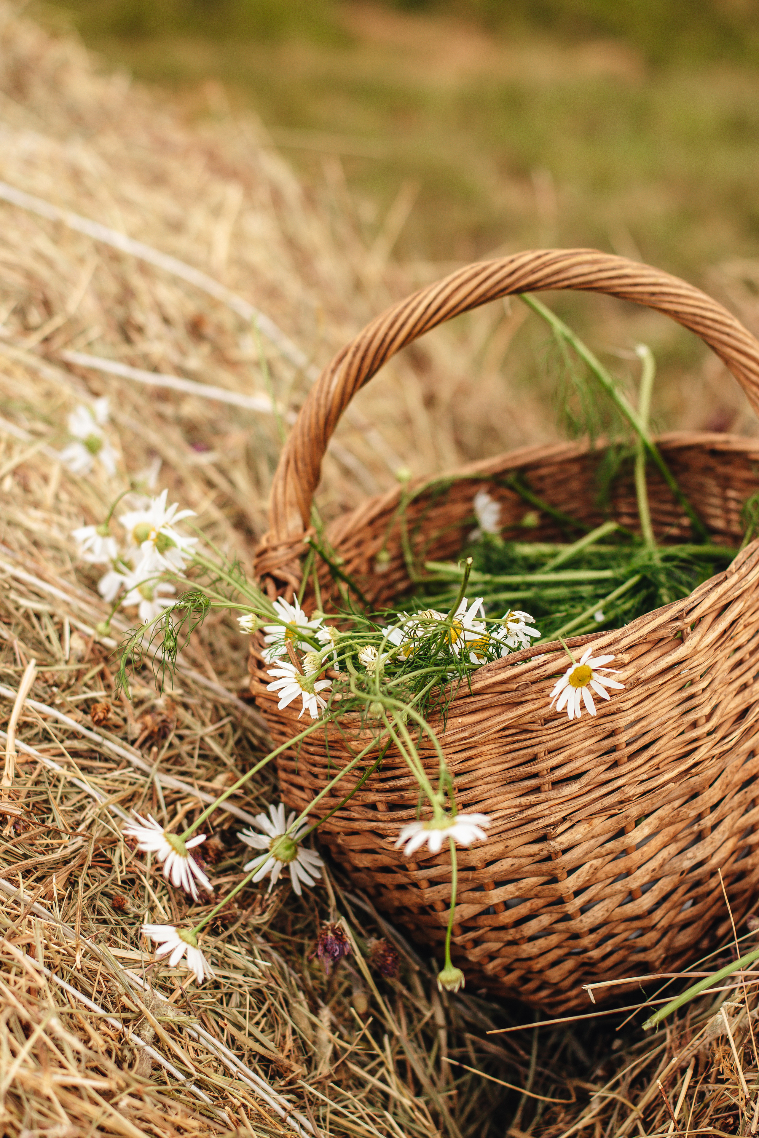 Катя и Ева. Фотограф Санкт-Петербург | Дарья Першина