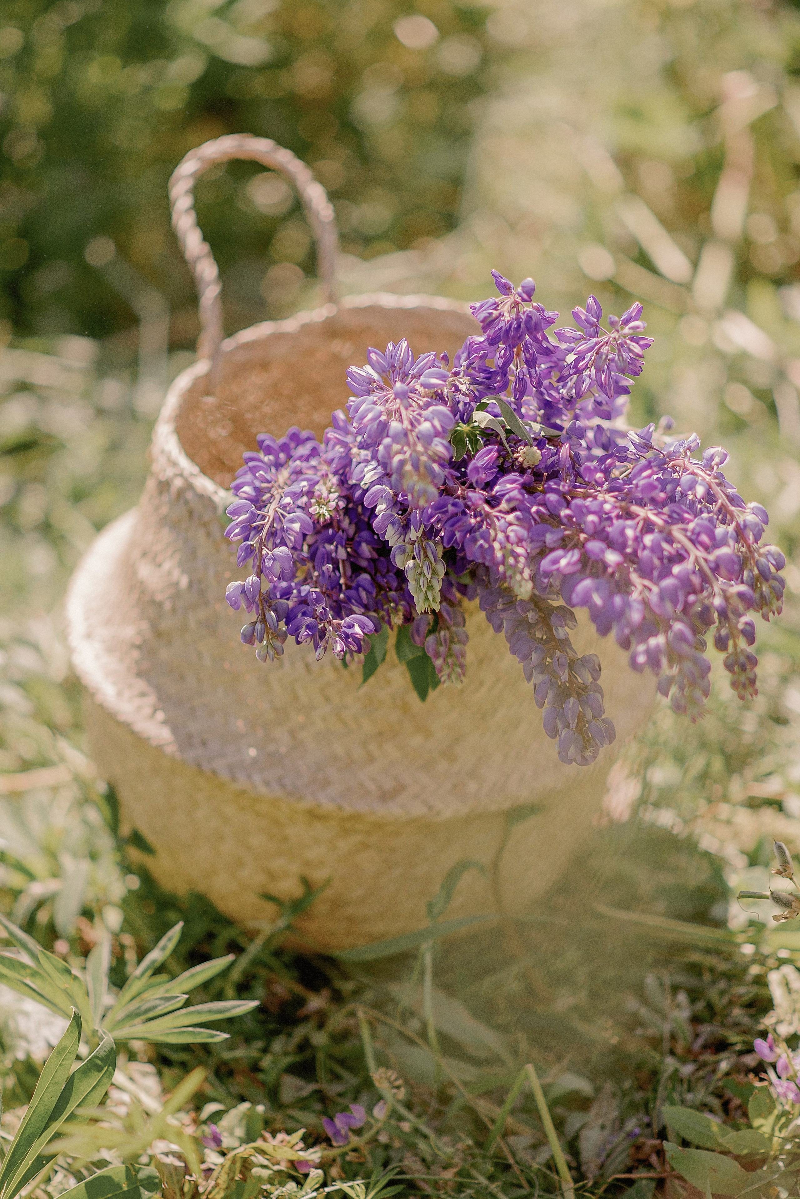 ПРОВАНС | ВЛАДА и АДЕЛЬ. Свадебный и семейный фотограф РИТА БОЧКАРЁВА
