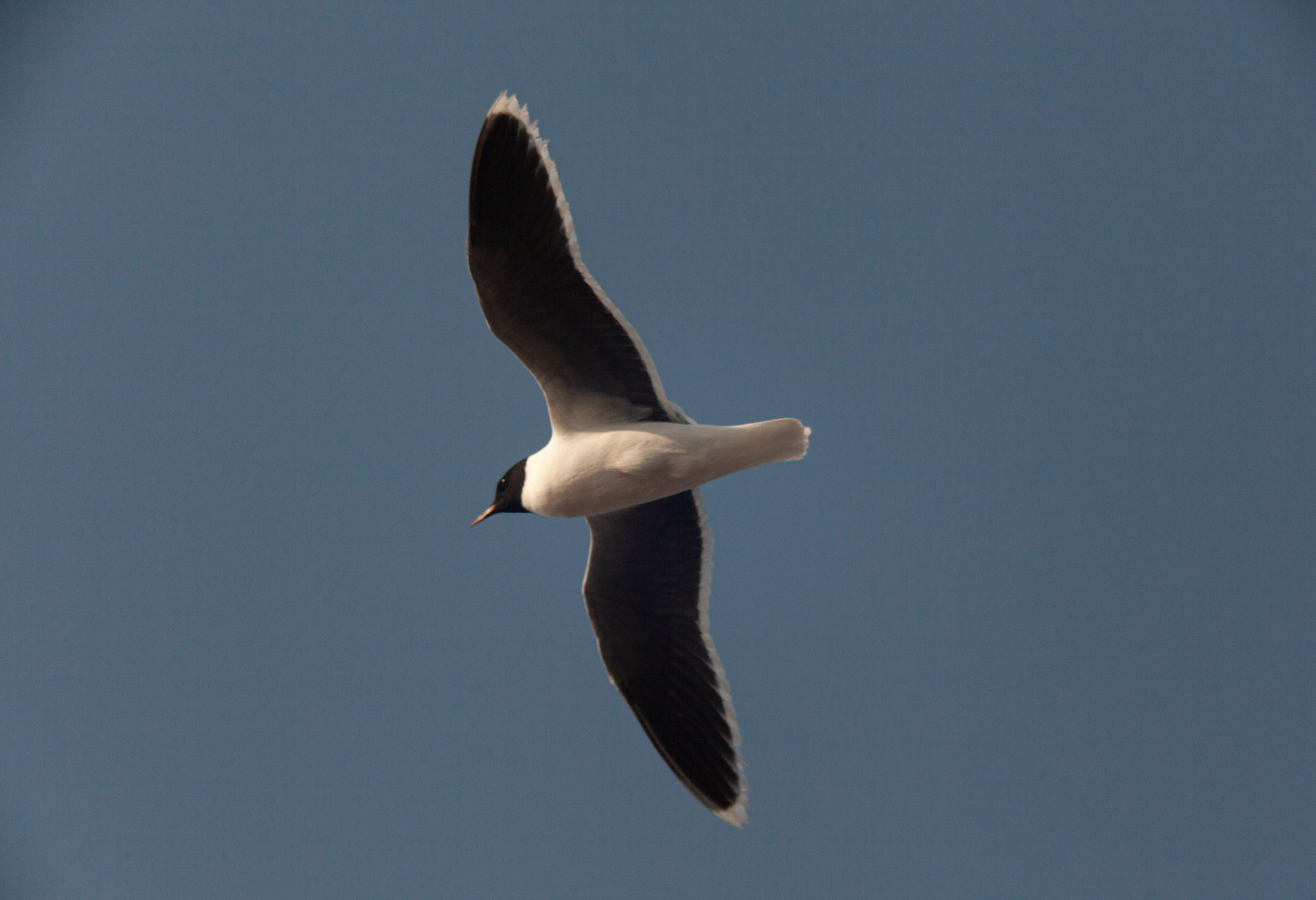 Птичий базар на заливе. Фотограф Адигамова Юлия в Петербурге