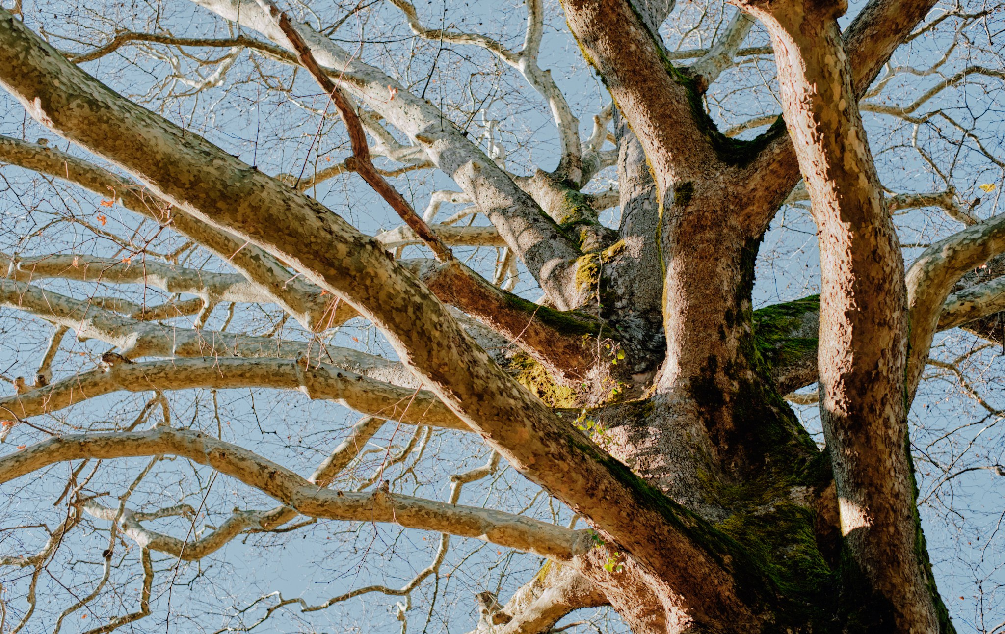 Роза Хутор 2025. Фотограф Аннё| Москва