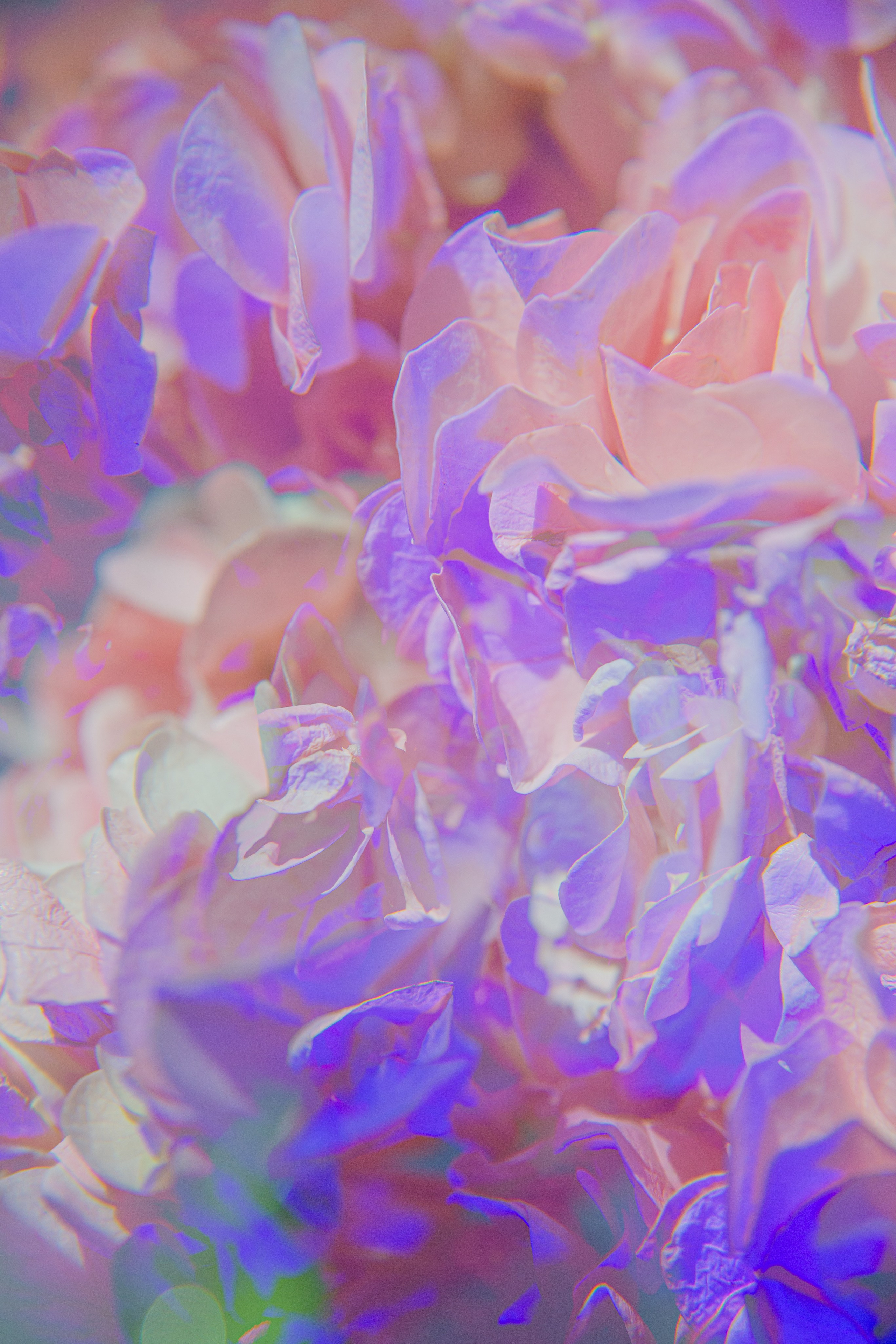 ЦВЕТА, 2025-2026. АННА ВЕРСО / ANNA VERSO | Визуальный художник / Visual artist