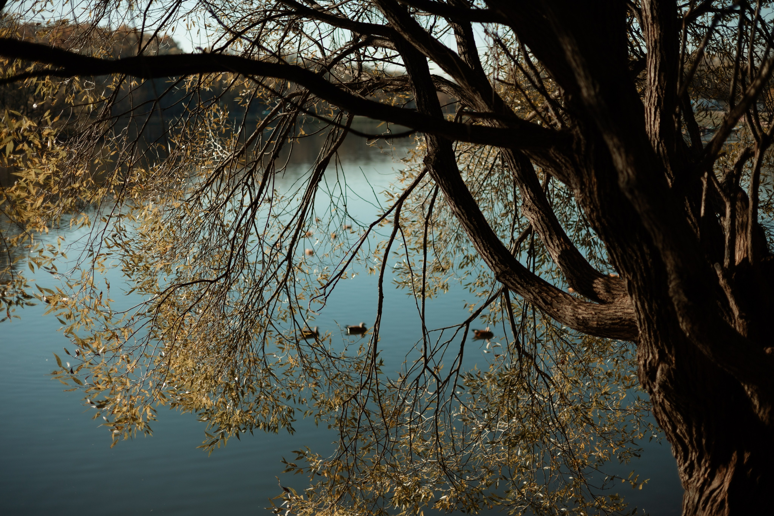 Осени краски. Фотограф в Москве Дарья Гоглева