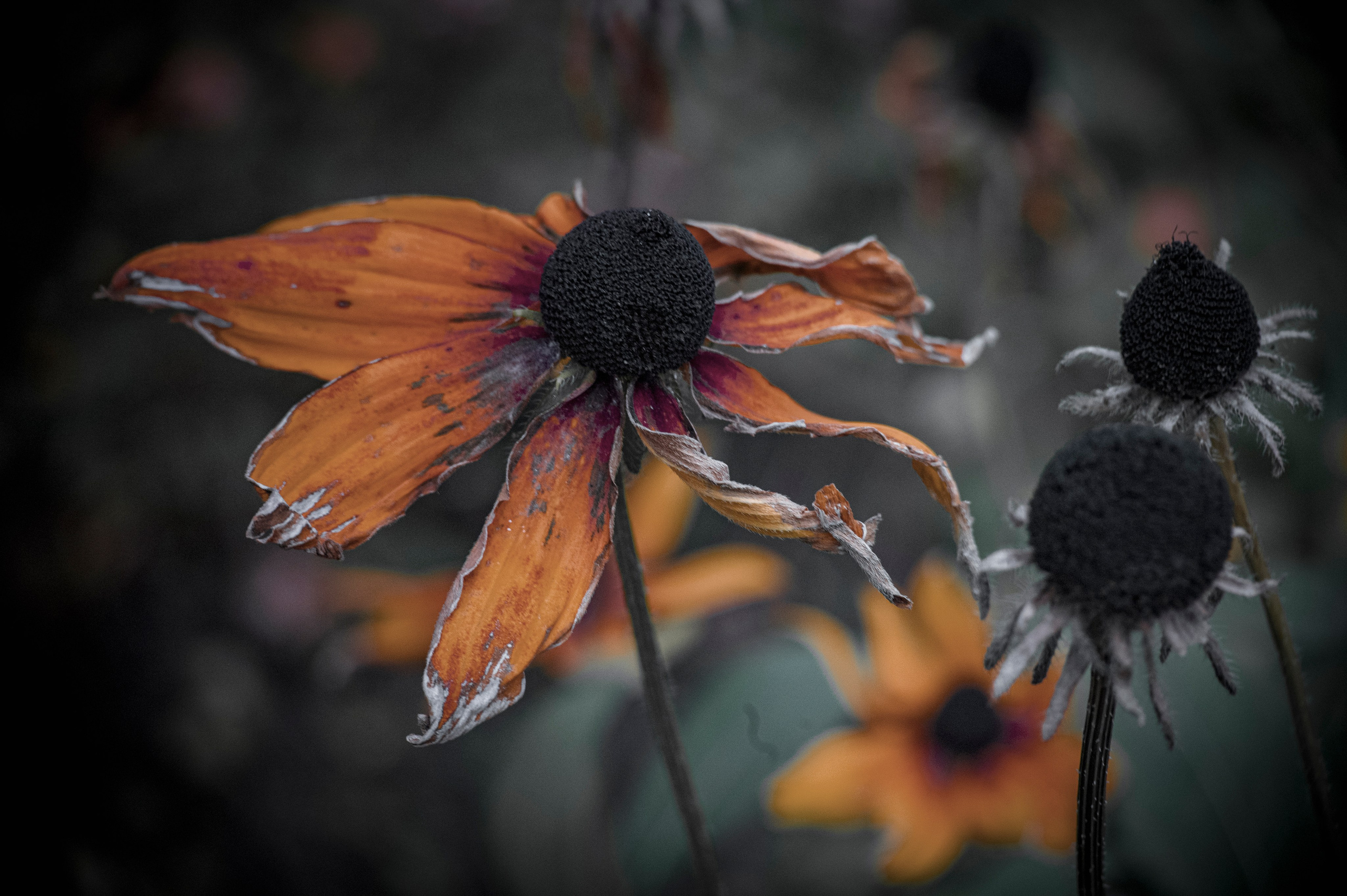 Осенние цветы. Фотограф Роман Адлер