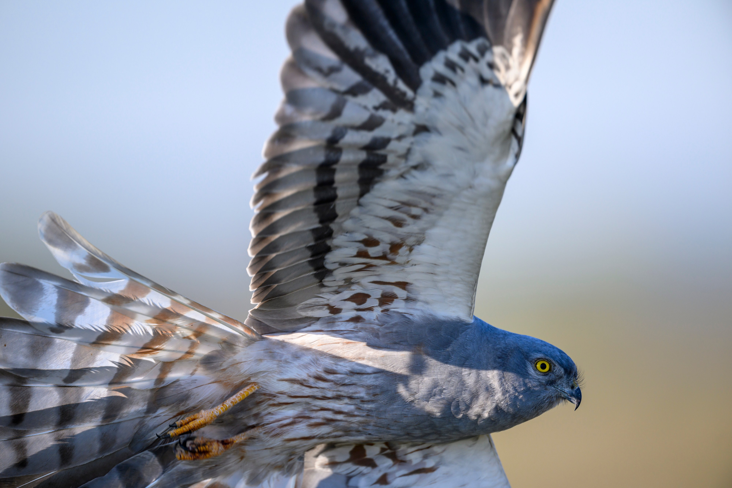 Луни. Wildlife photography by Sergey Puponin