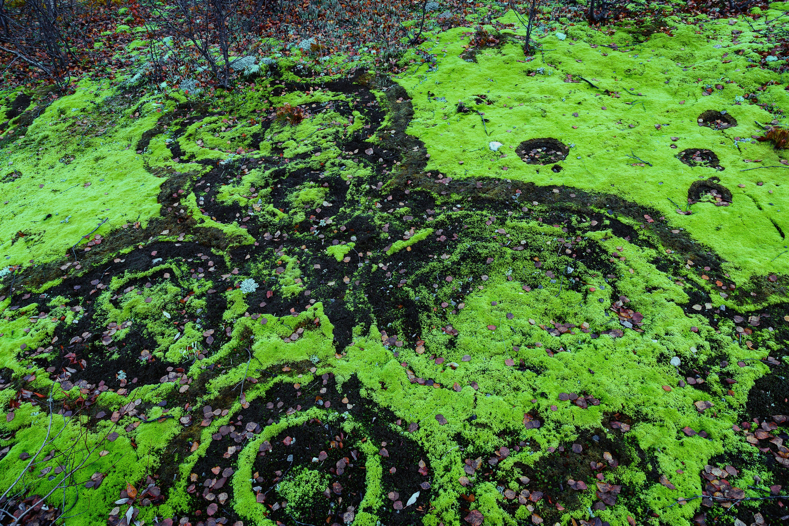 Мир растений. Пейзажи Крайнего Севера. Баренцево море, Рыбачий, Средний, Немецкий