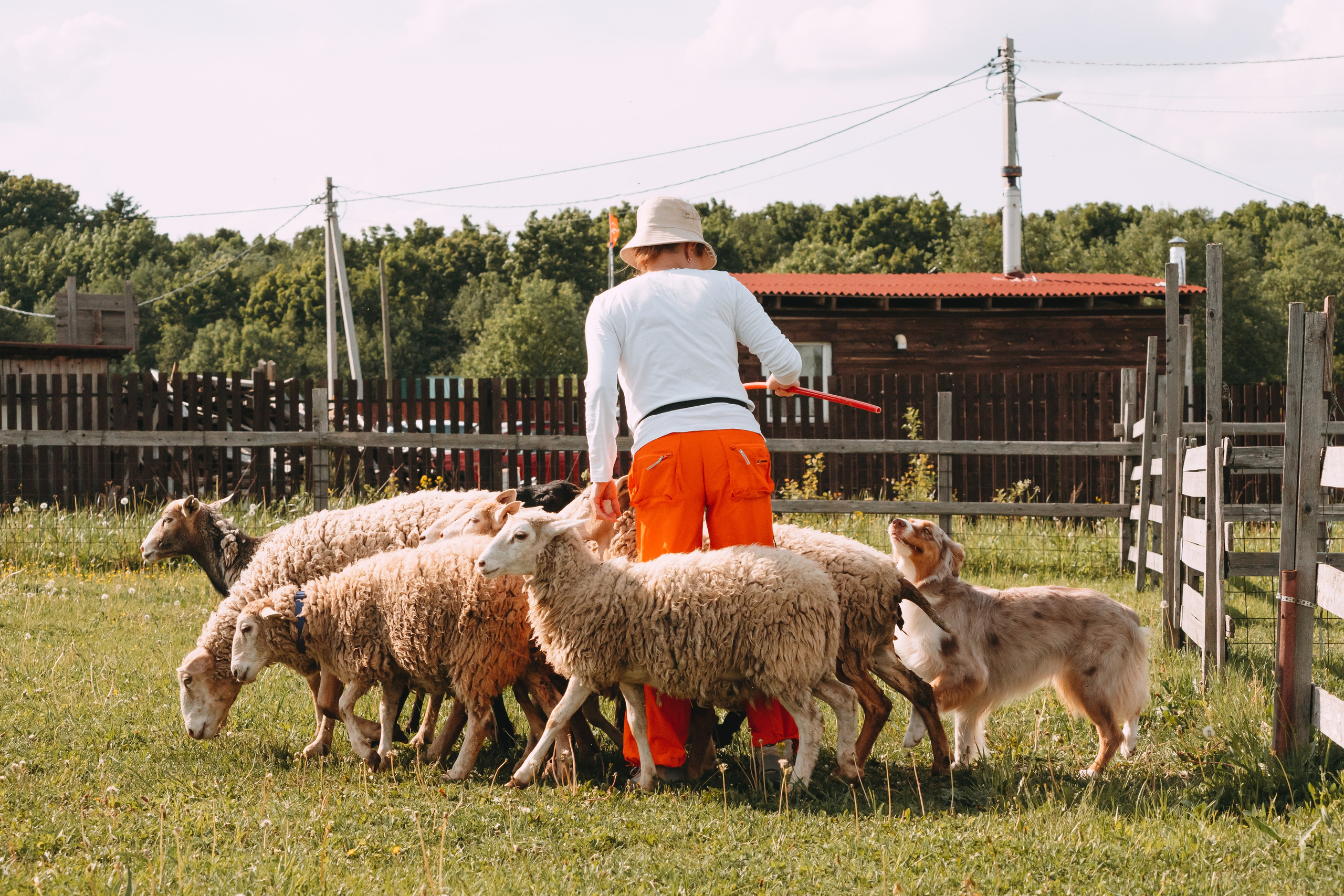 Состязания по пастушьей службе 1-2.06.24, Заостровье. Фотограф-анималист Анастасия Большакова