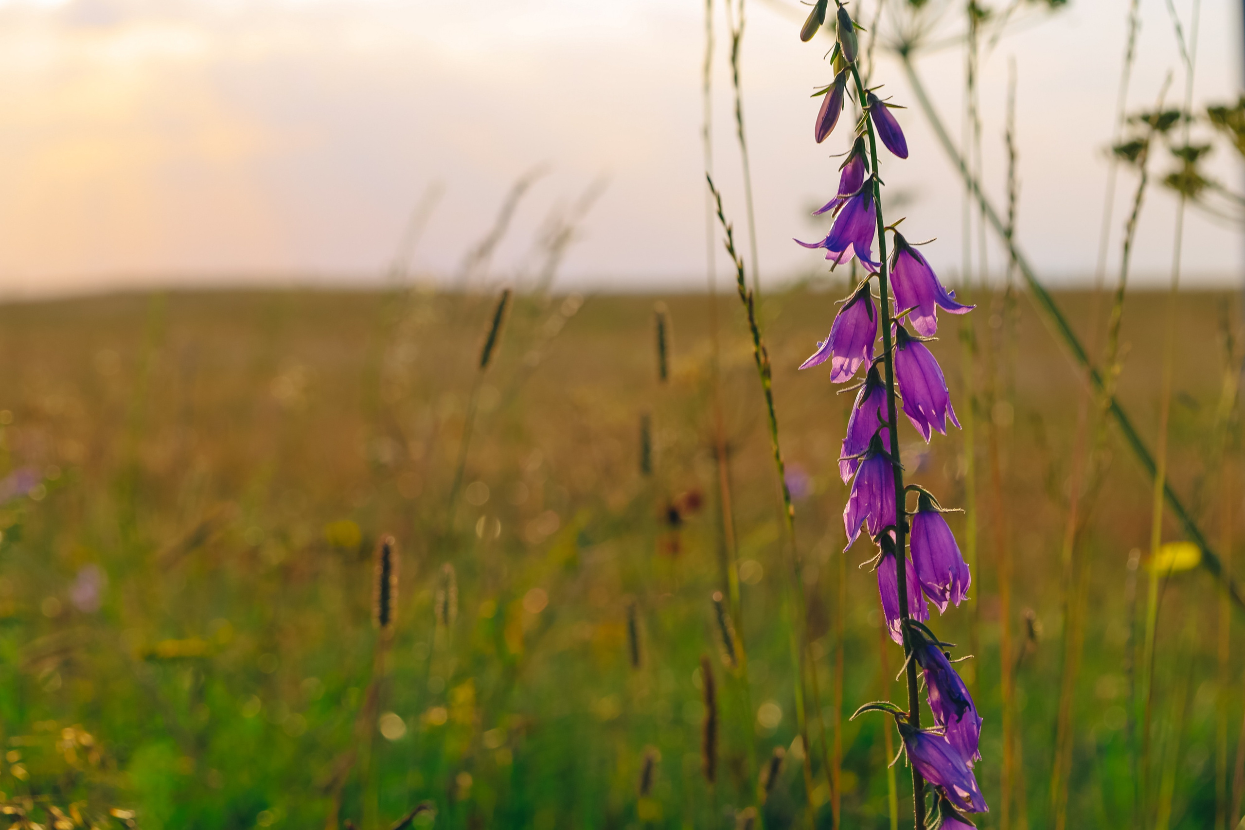 Обсерватория Шаджатмаз ★ Персеиды 11 — 13 августа 2023. Фотограф katya_vkadre Таганрог