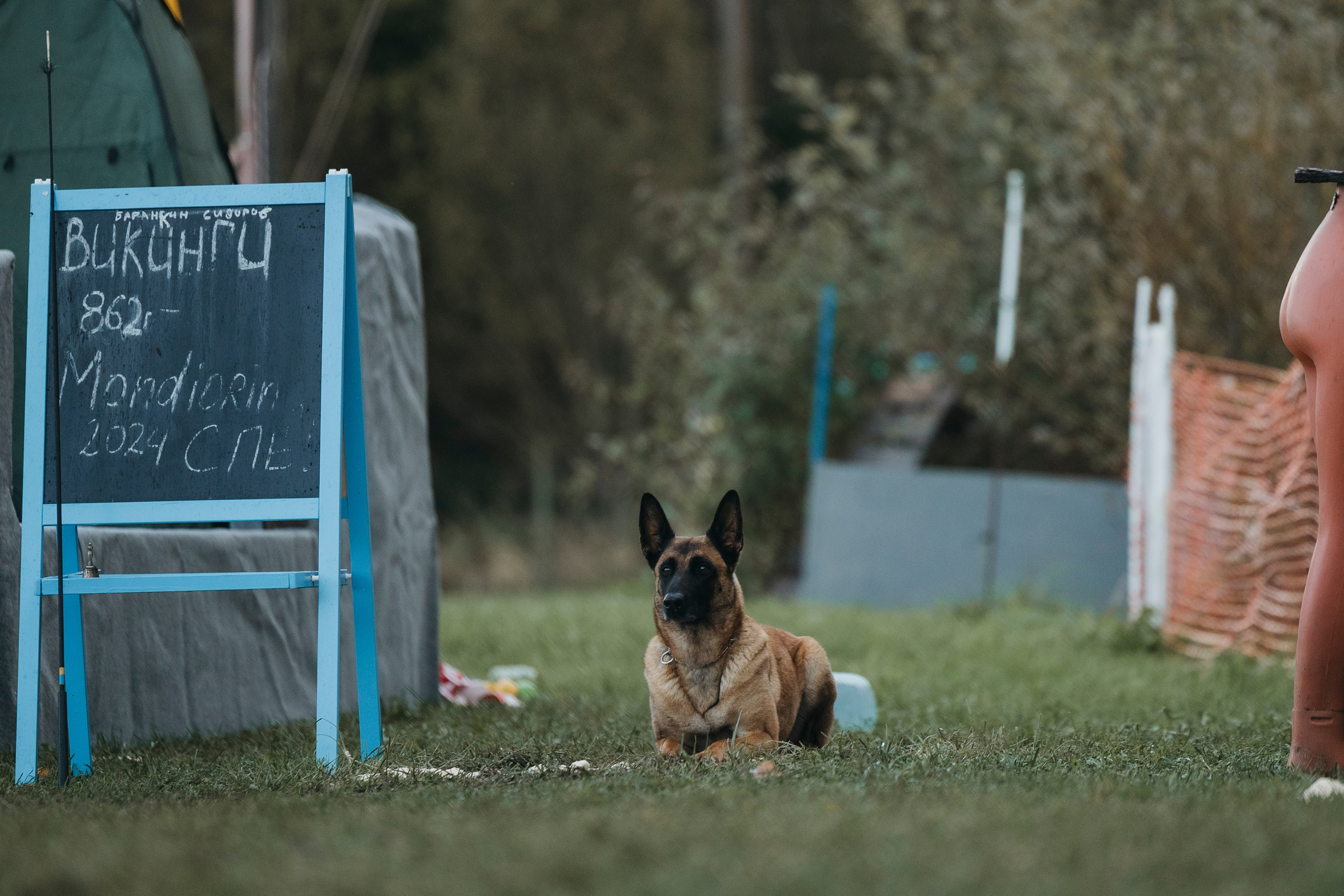 Испытания по мондьорингу г. Пушкин 29.09.2024. Фотограф-анималист Анна Маринич