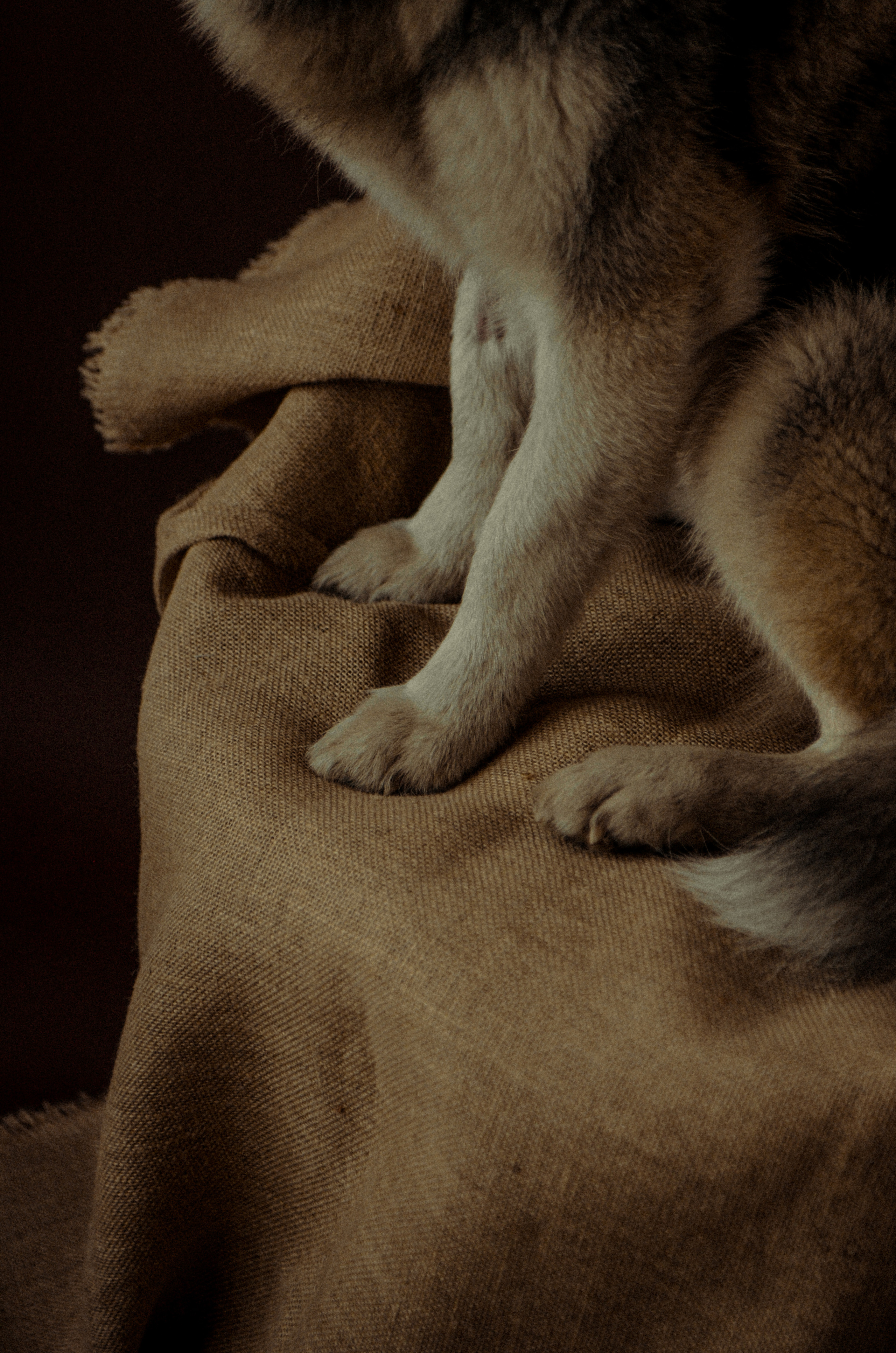 Андрей с пёселями. Алина Стрелкова — фотограф