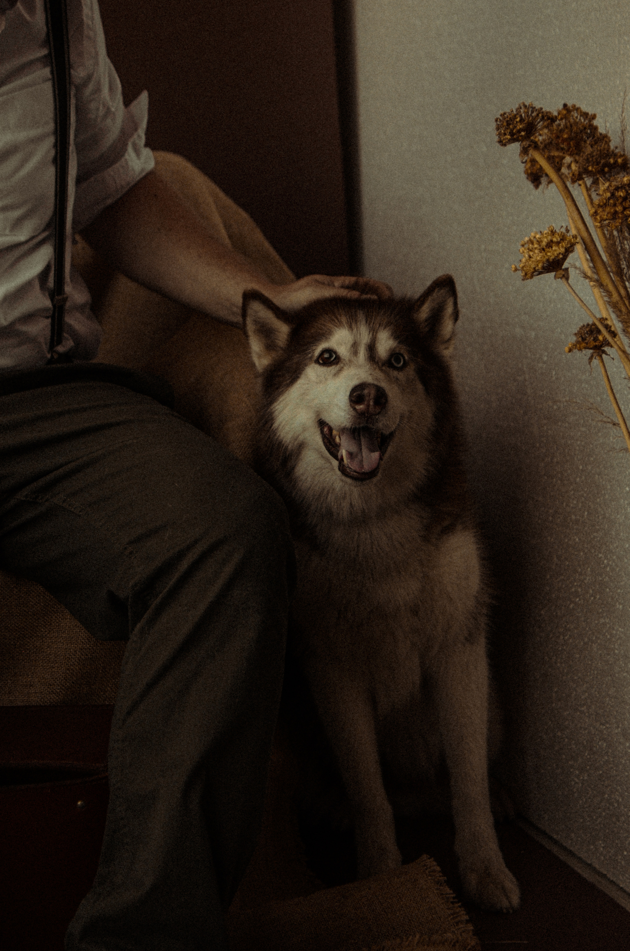 Андрей с пёселями. Алина Стрелкова — фотограф