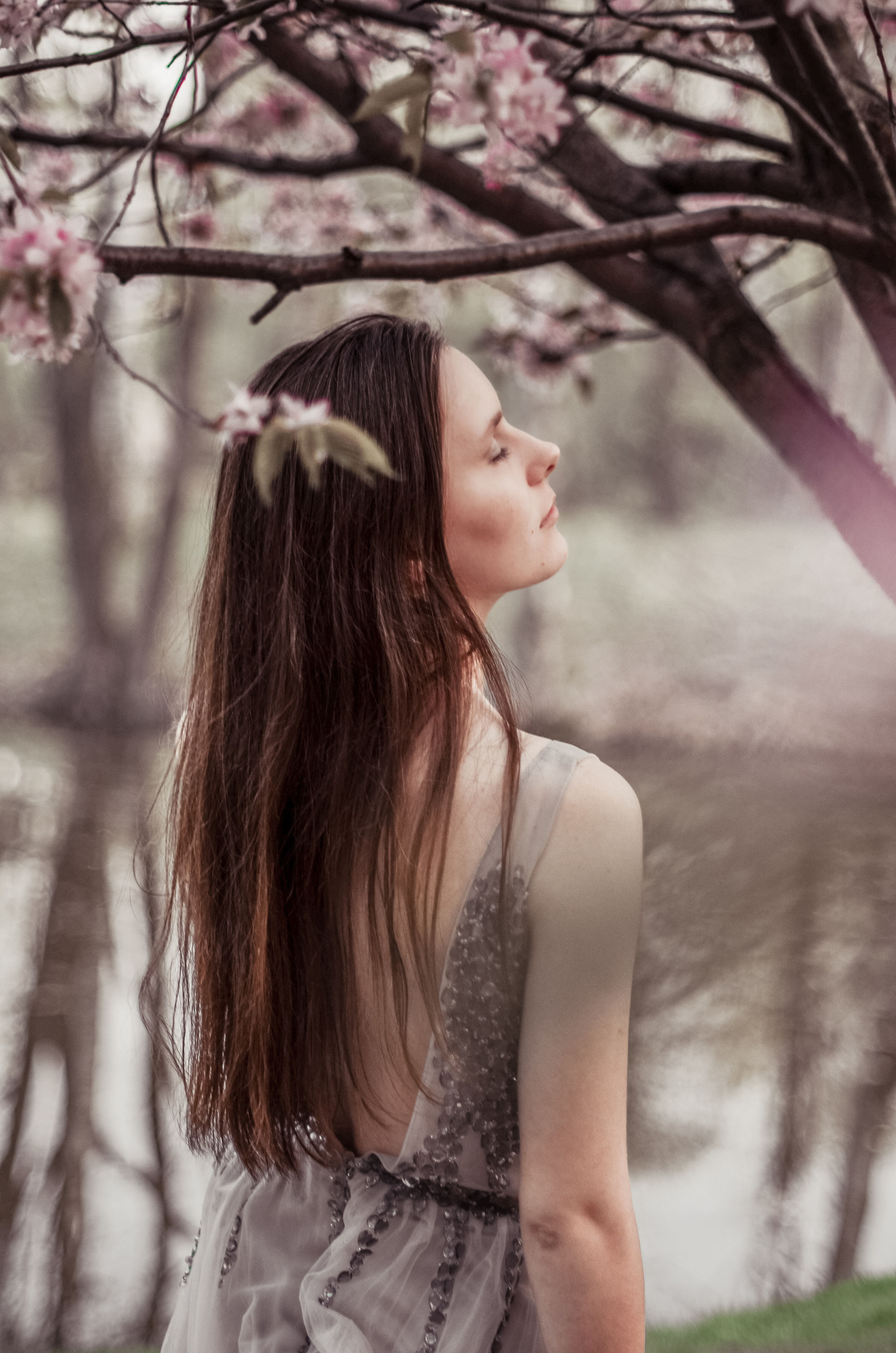 Май, цветущая сакура. Алина Стрелкова — фотограф