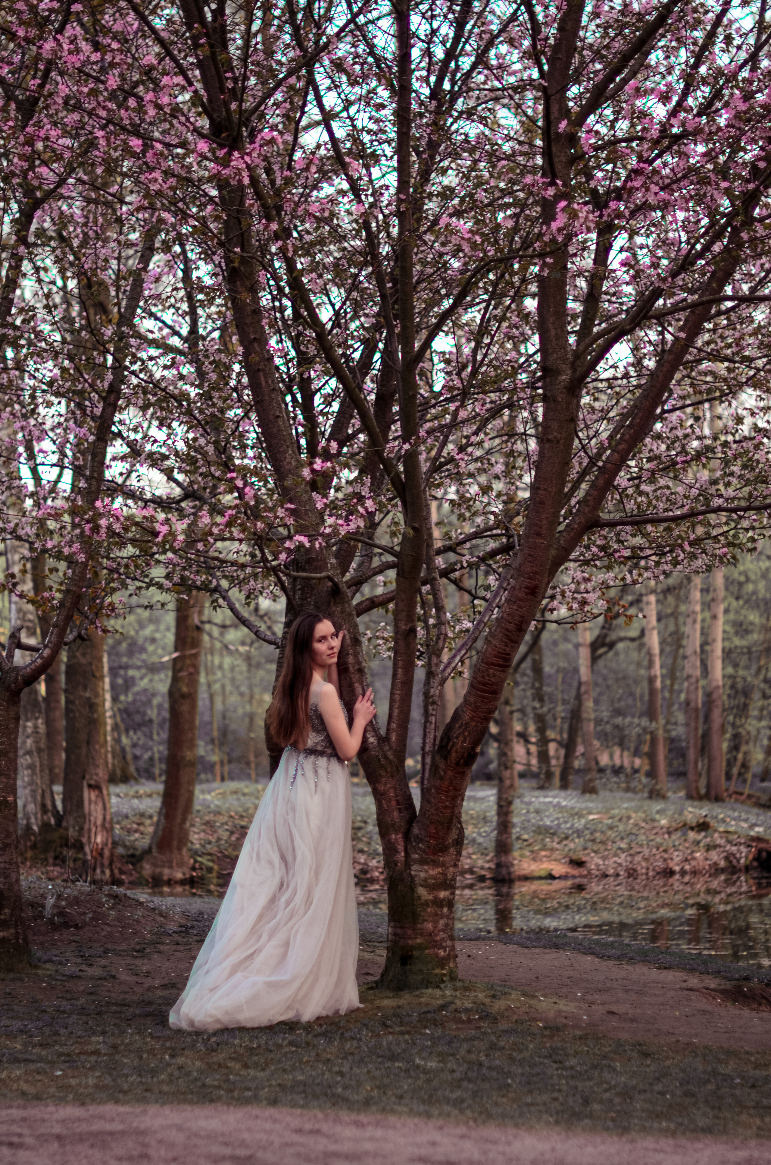 Май, цветущая сакура. Алина Стрелкова — фотограф