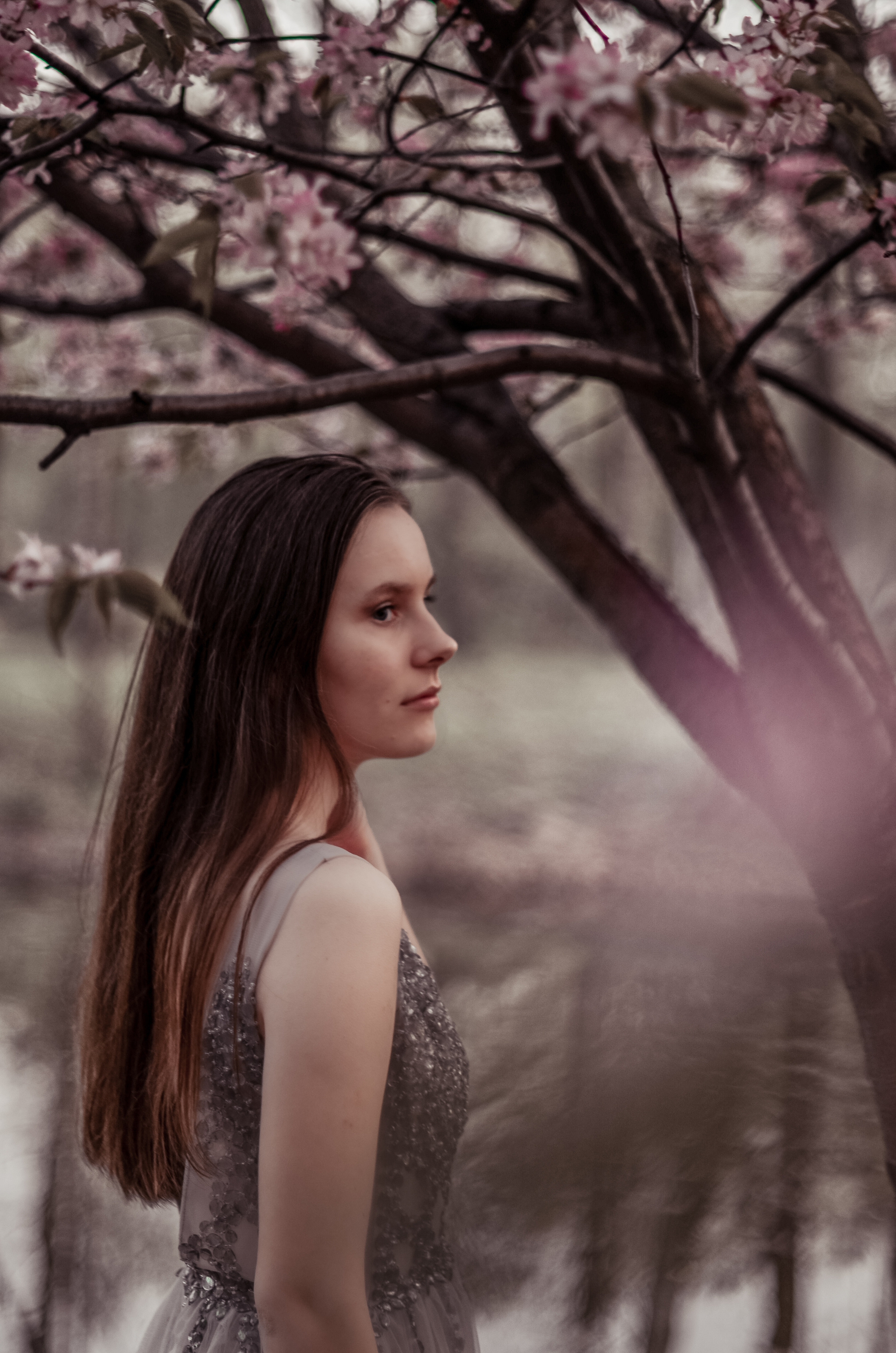 Май, цветущая сакура. Алина Стрелкова — фотограф