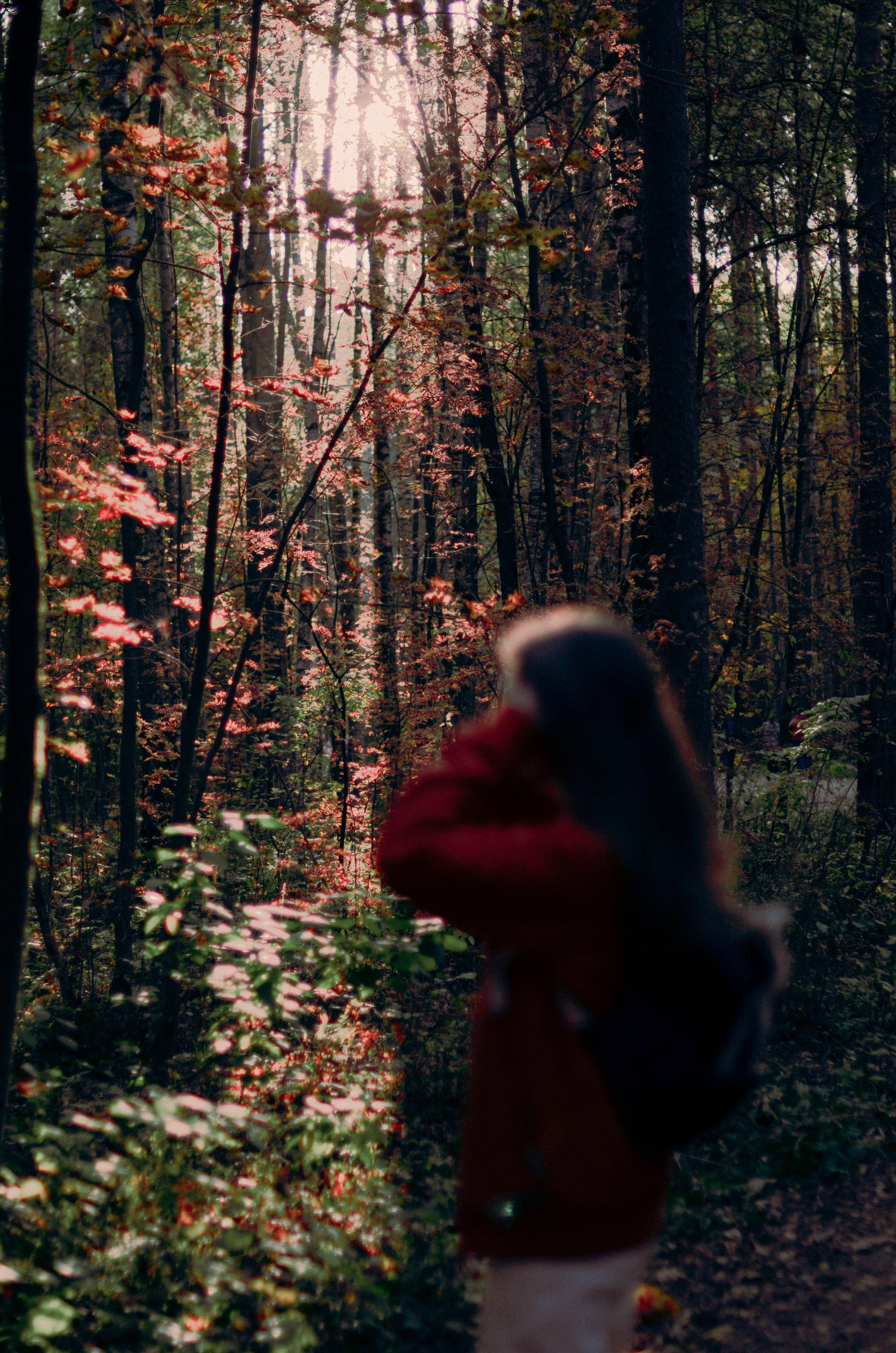 Осенний лес. Алина Стрелкова — фотограф
