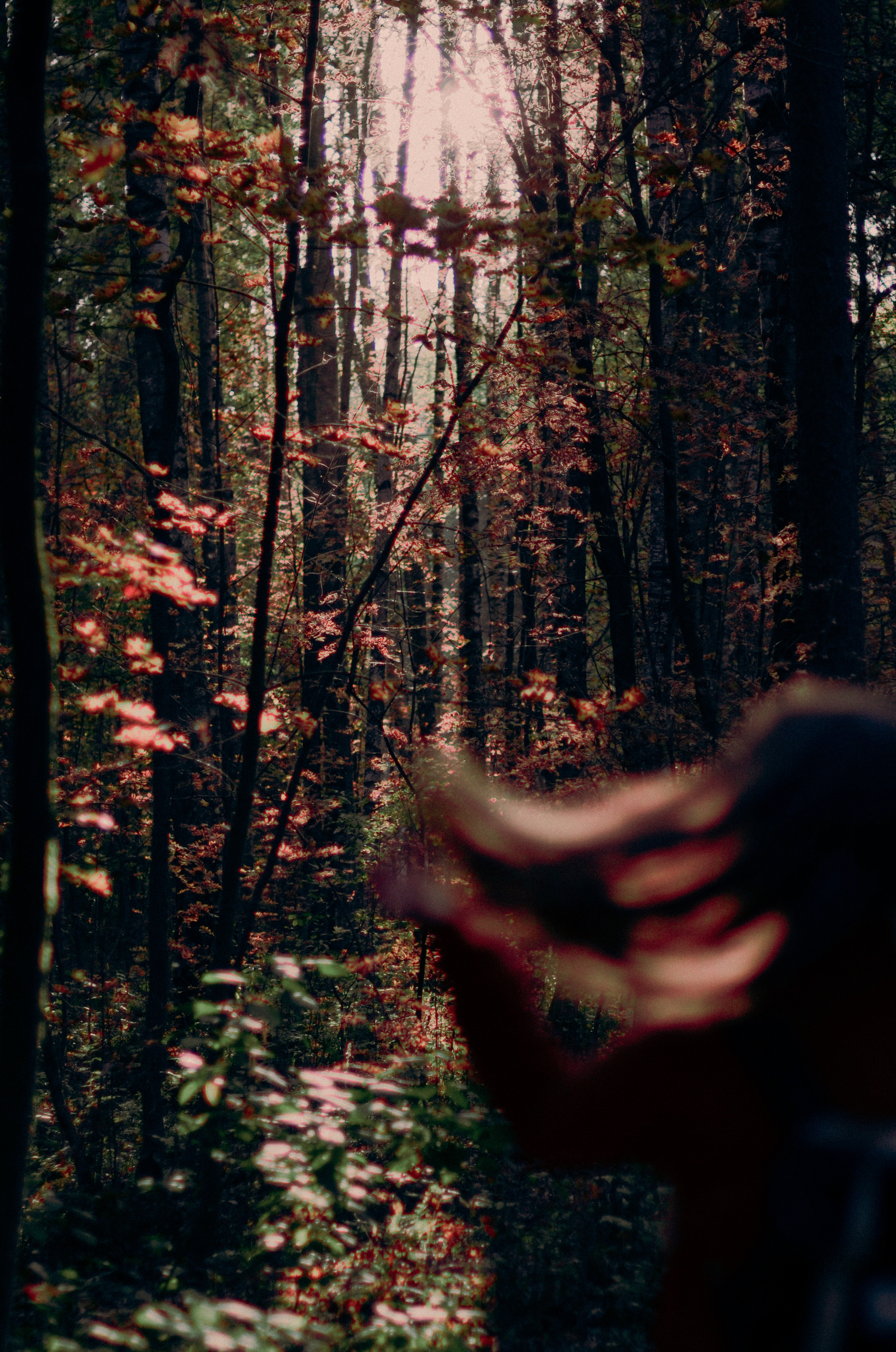 Осенний лес. Алина Стрелкова — фотограф