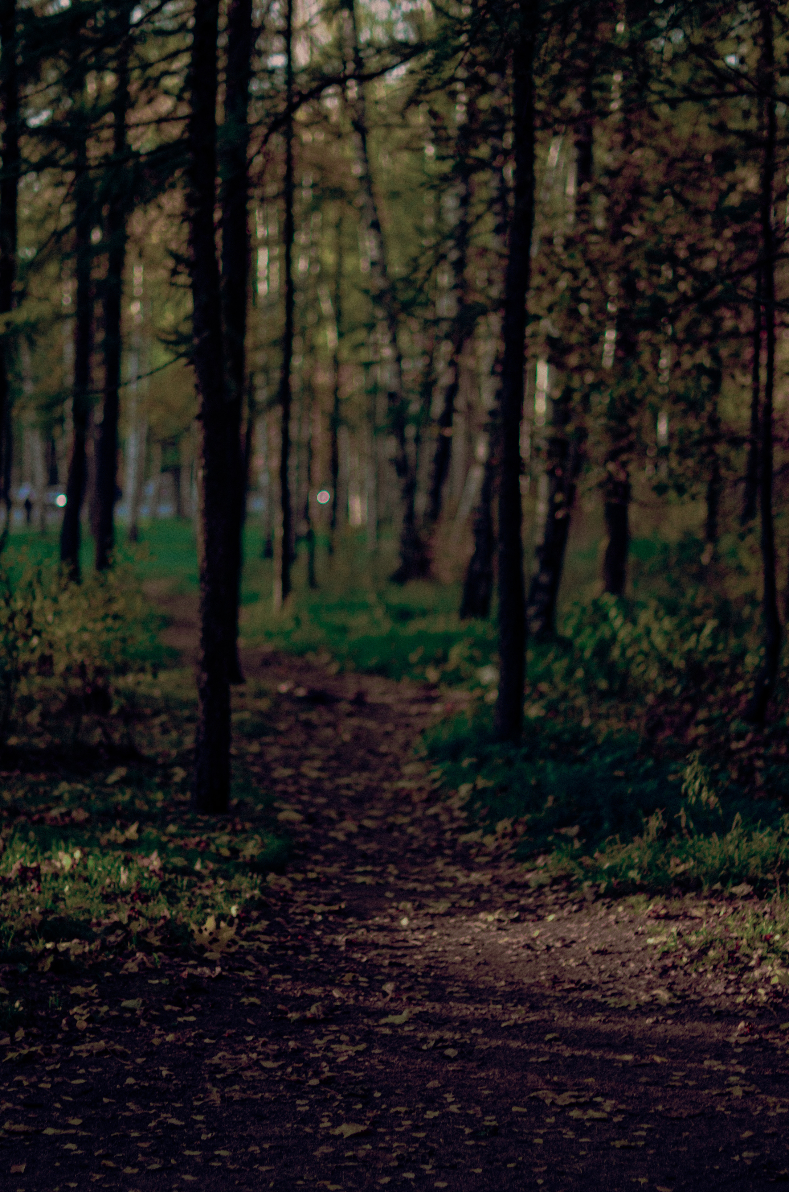 Осенний лес. Алина Стрелкова — фотограф