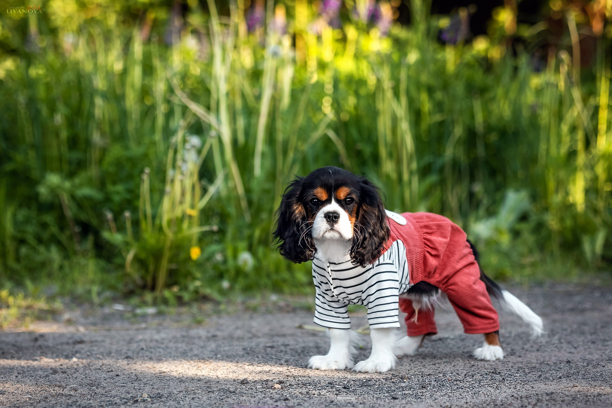 Кавалерчик. Фотограф анималист Аня Ливанова | Рыбинск