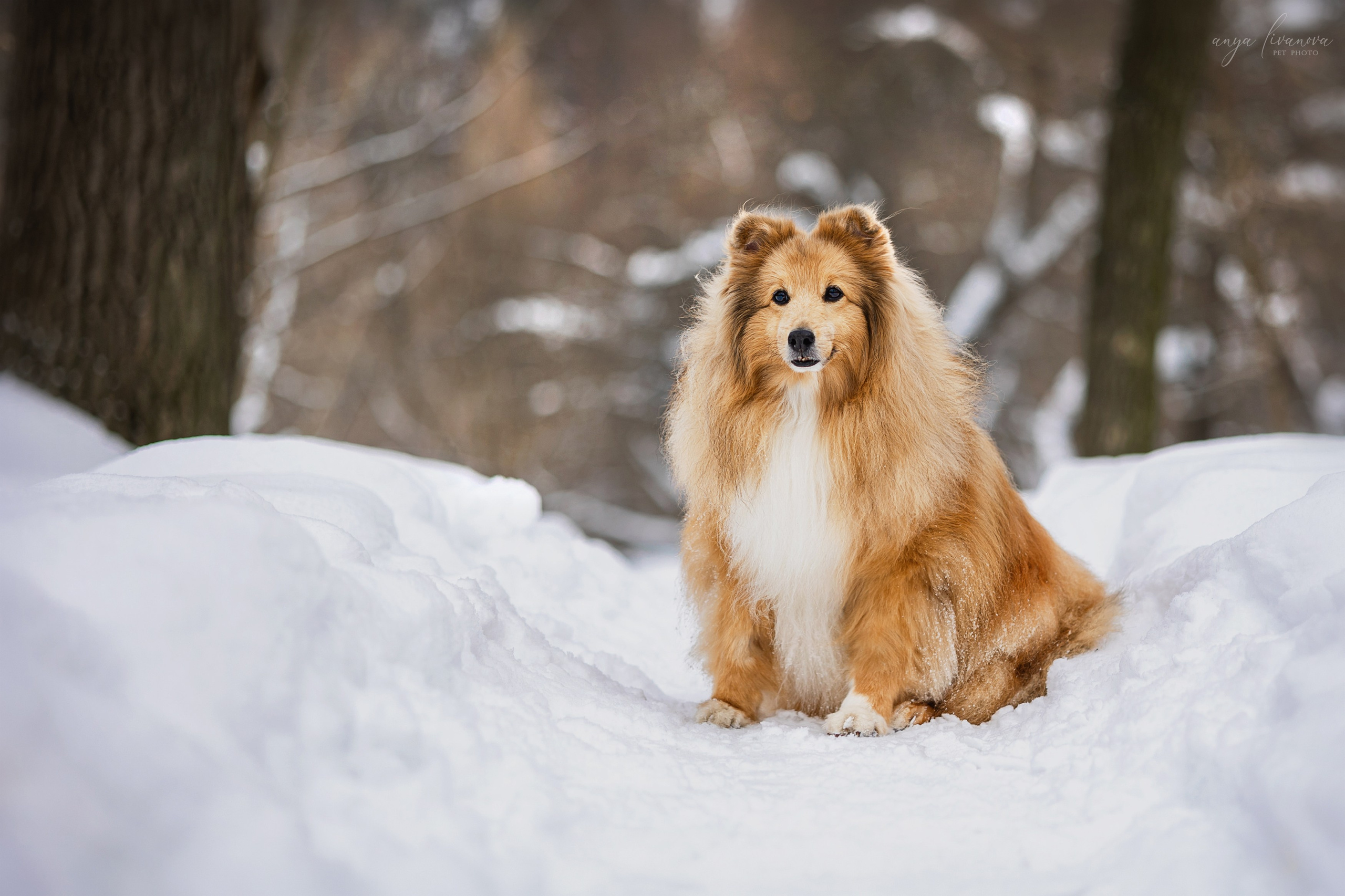 Скиф. Фотограф анималист Аня Ливанова | Рыбинск