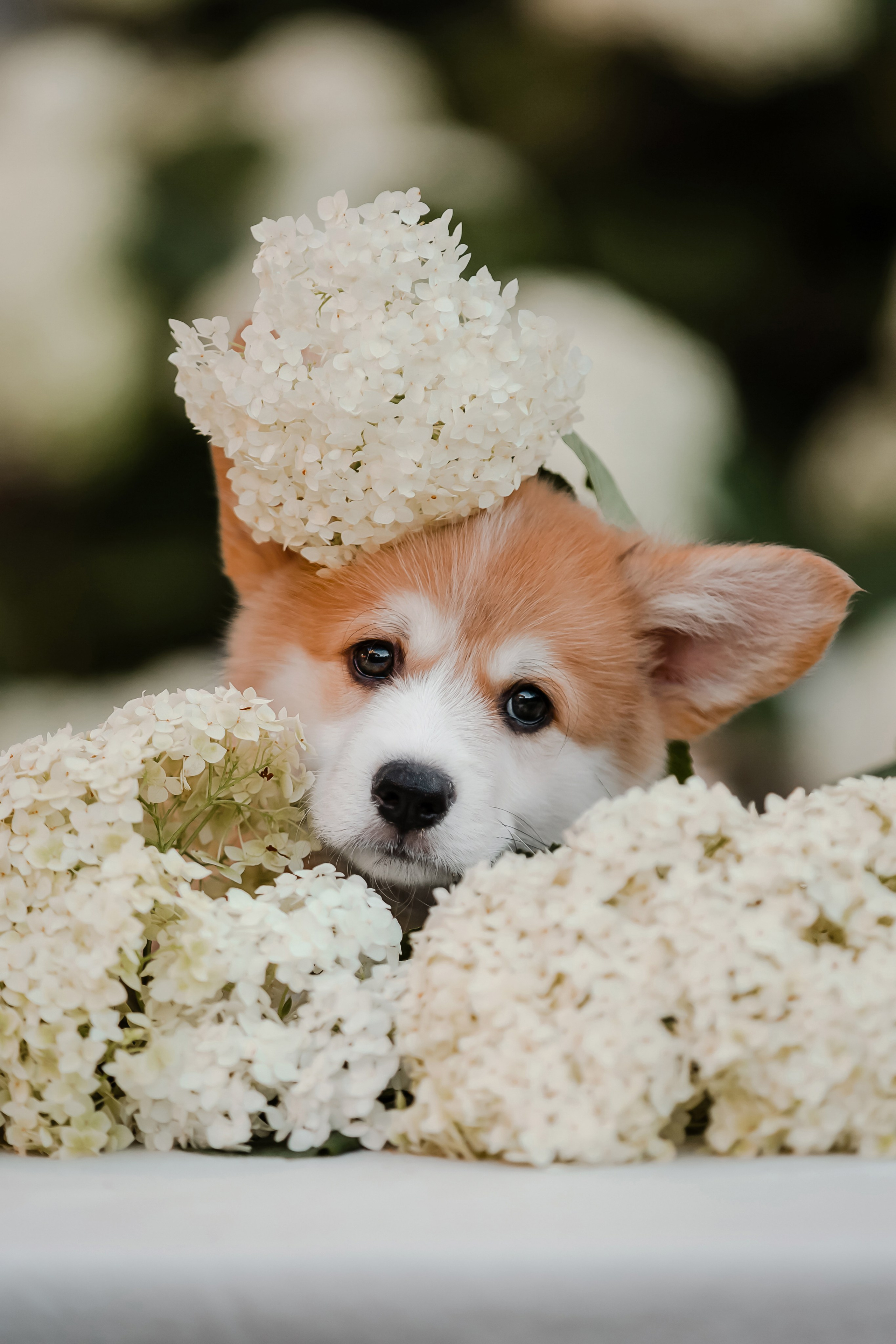 Щенки корги в корзинах и цветах. Фотограф-анималист в Краснодаре Маша Мельникова