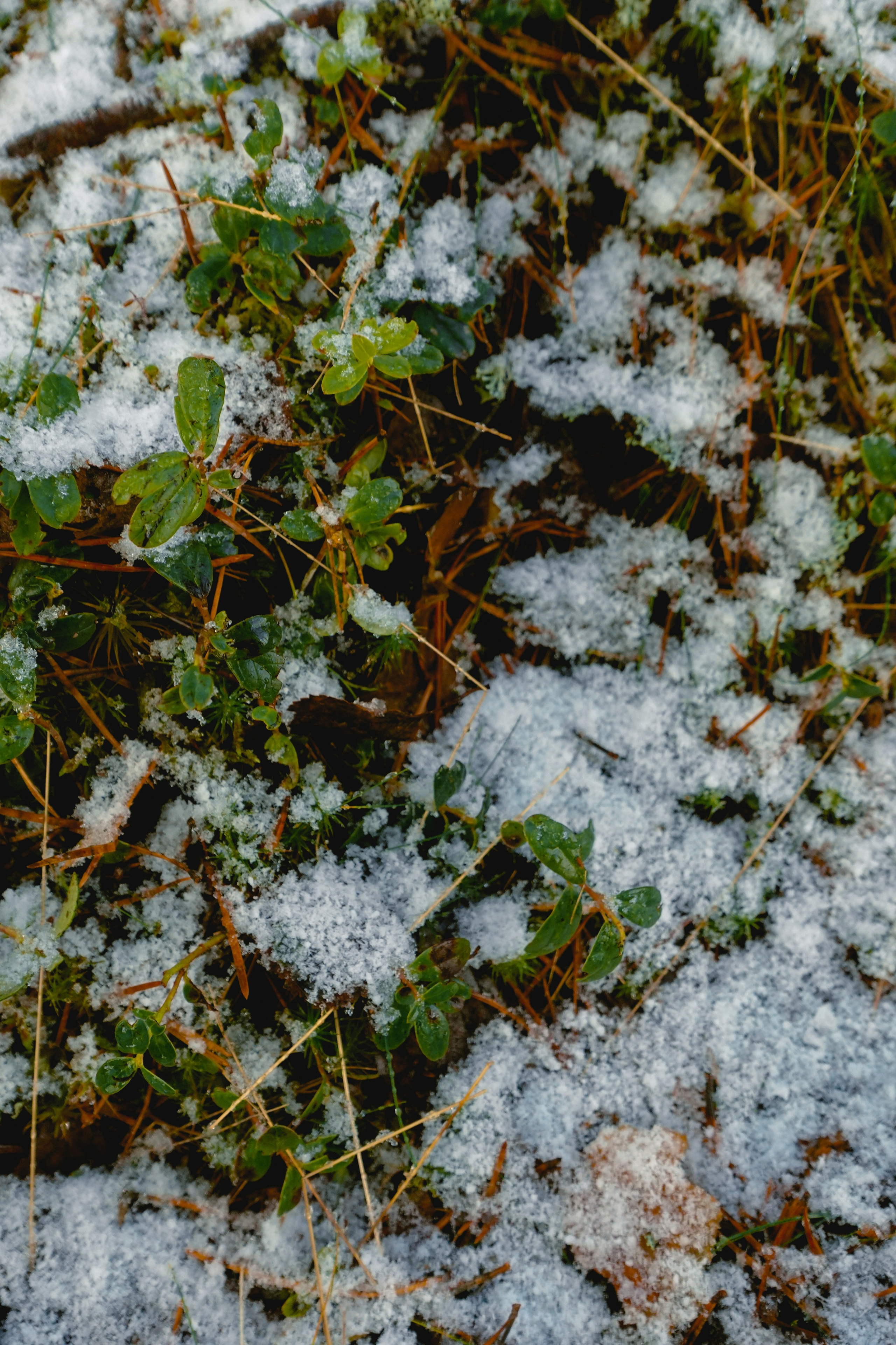 Пленишник. Фотограф Алиса Аспер
