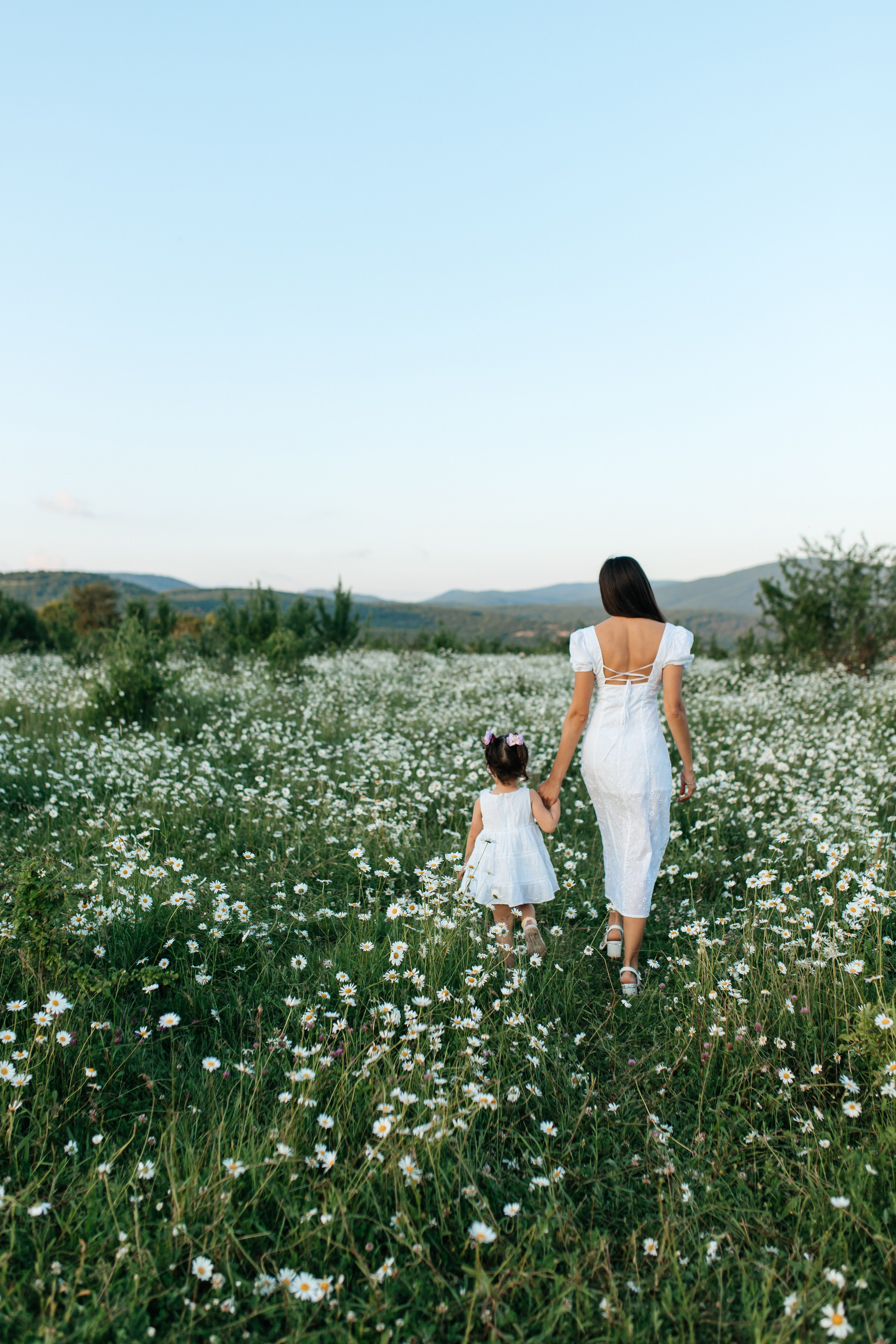Daisies. ФОТОГРАФ