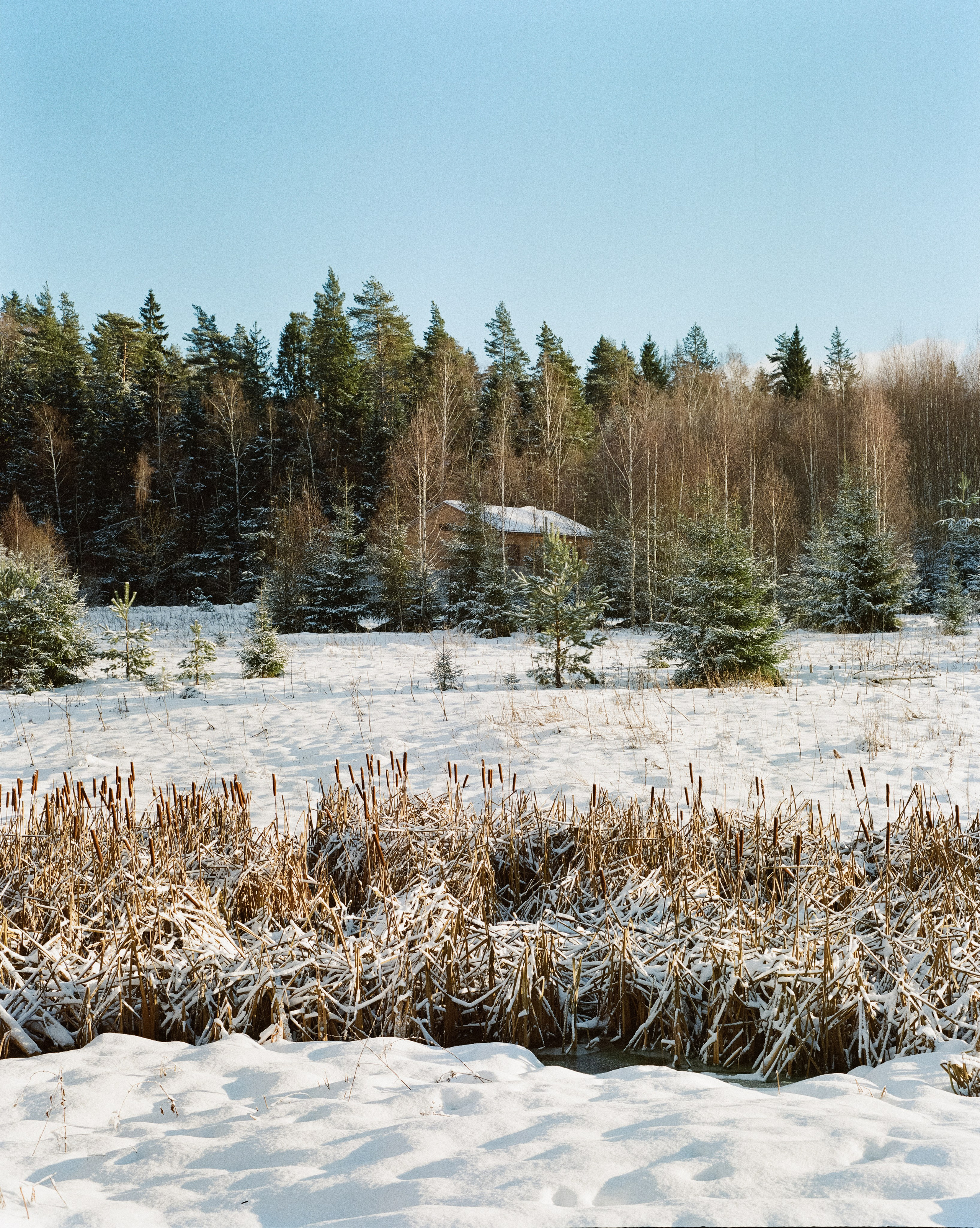 Pentax 67 — SMC Pentax 67 105 mm f/2.4 / Kodak Portra 800 / 3 января Лукино