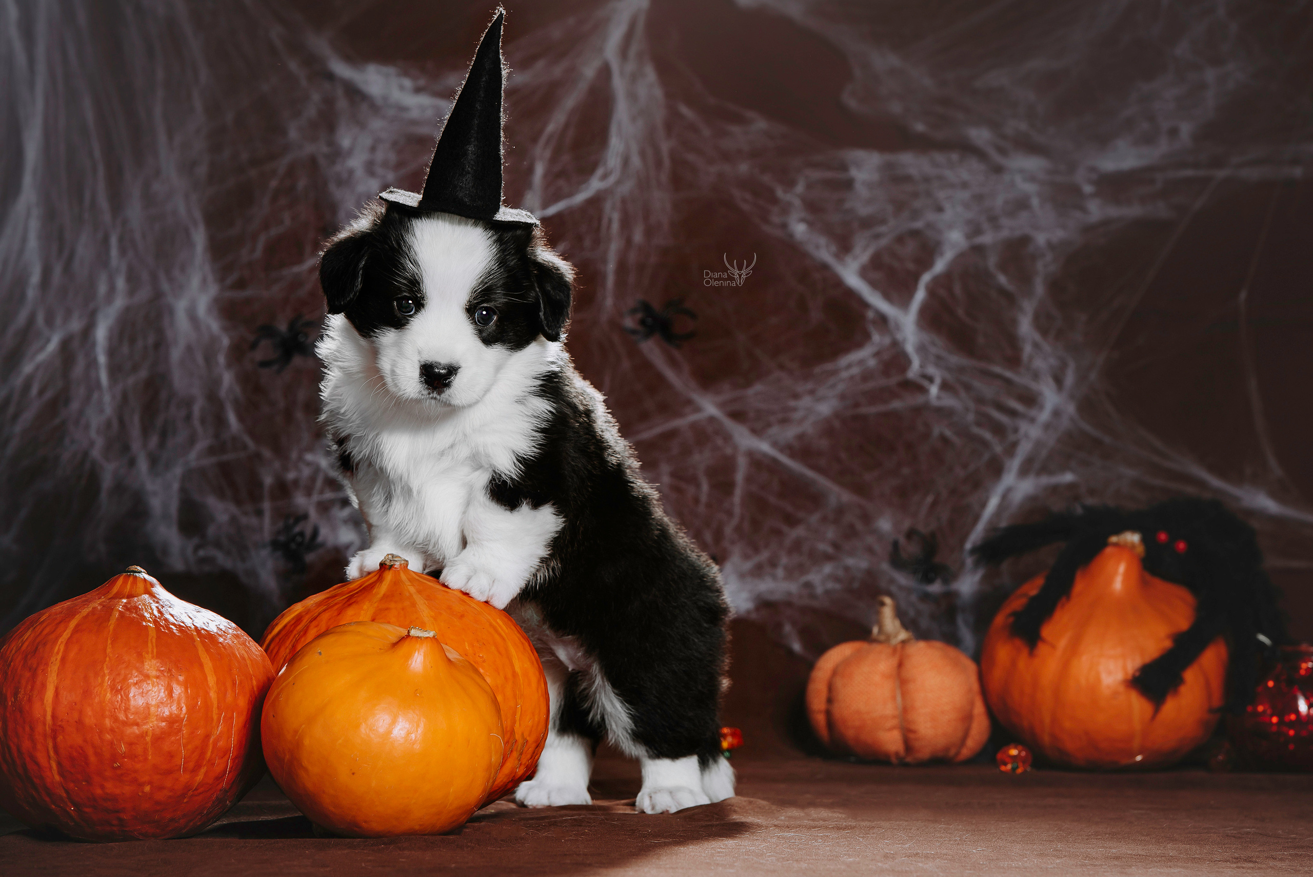 Фотосессия щенков Корги Кардиган. Фотограф Диана Оленина Красноярск / Братск