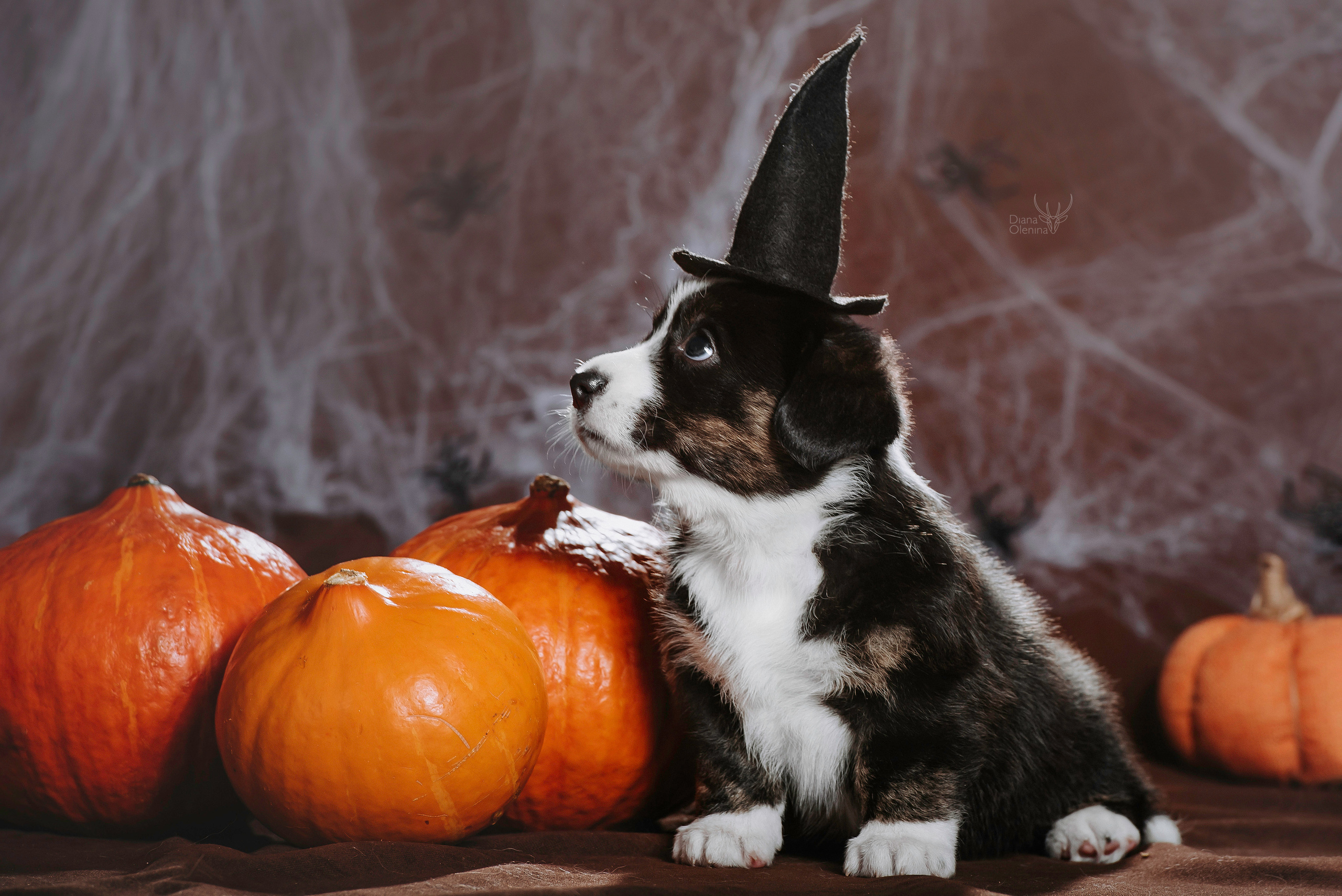 Фотосессия щенков Корги Кардиган. Фотограф Диана Оленина Красноярск / Братск