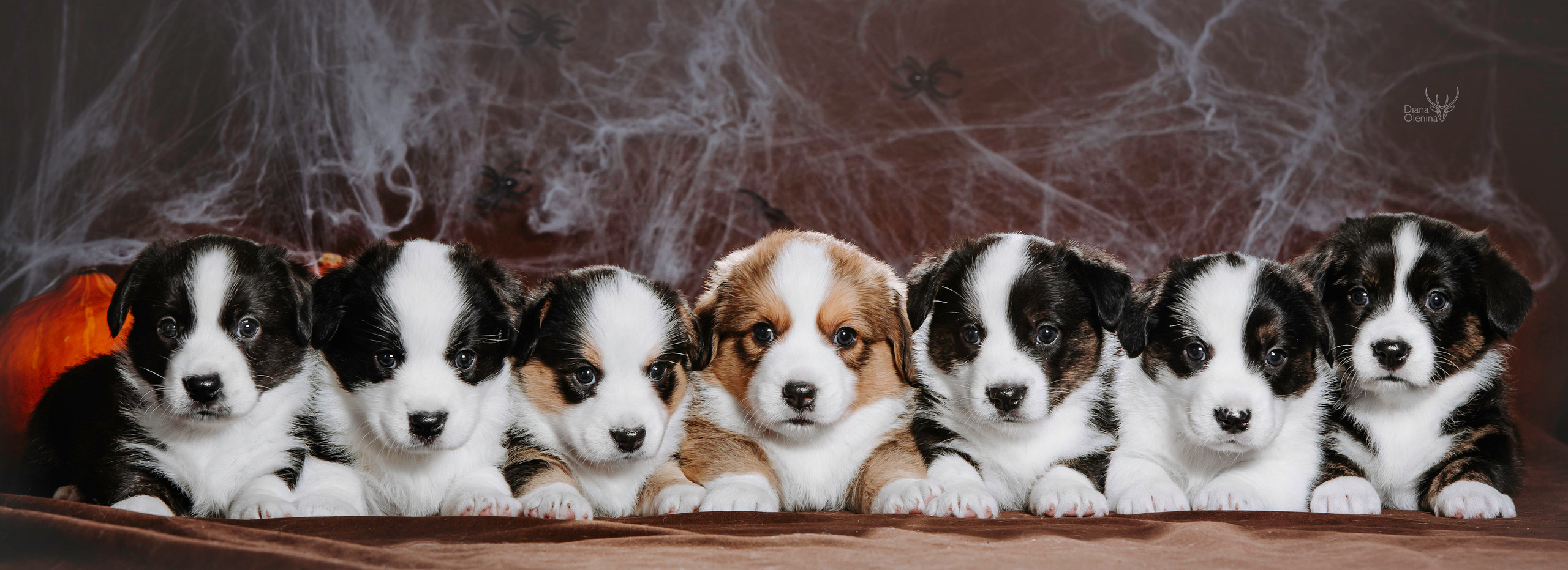 Фотосессия щенков Корги Кардиган. Фотограф Диана Оленина Красноярск / Братск
