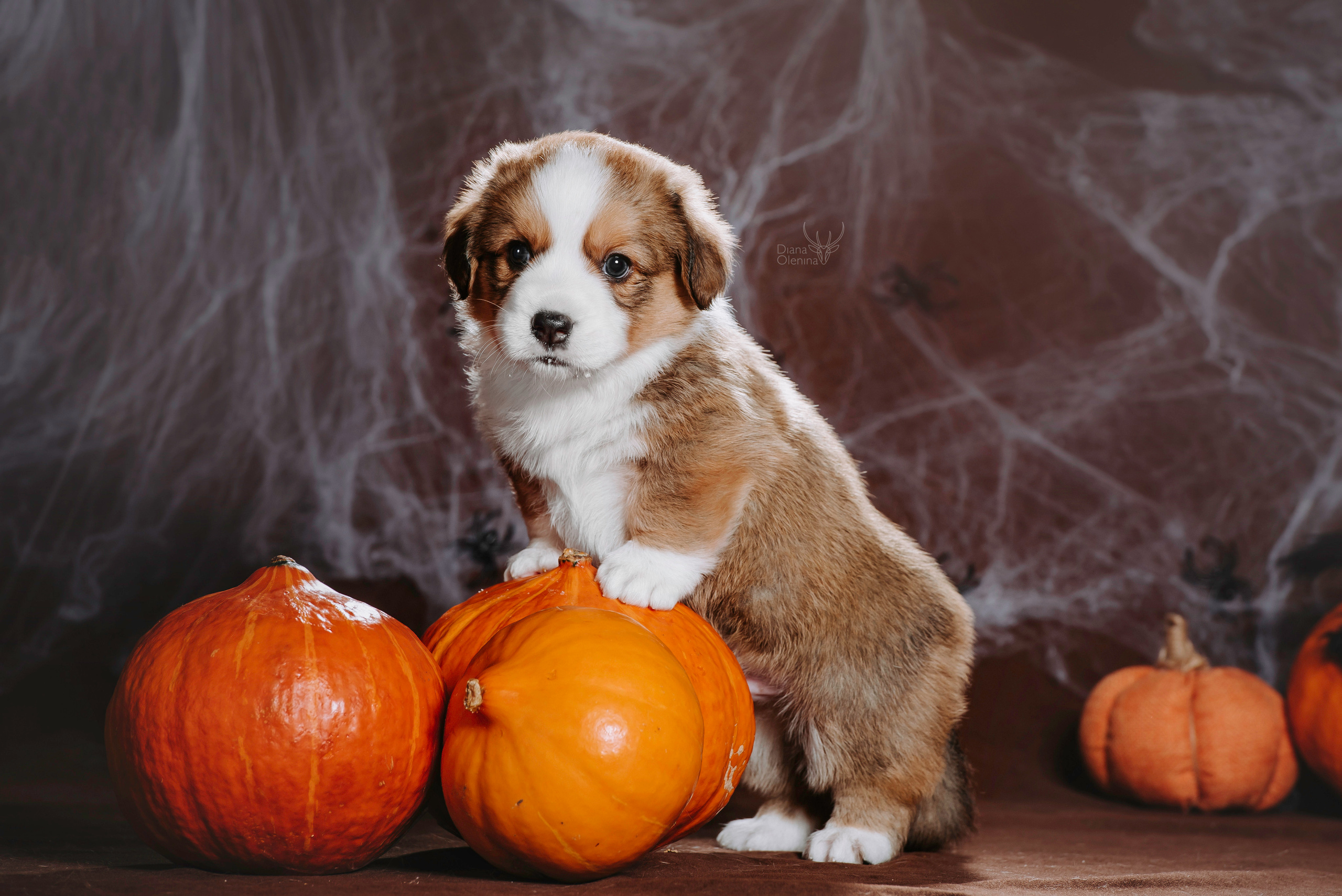 Фотосессия щенков Корги Кардиган. Фотограф Диана Оленина Красноярск / Братск