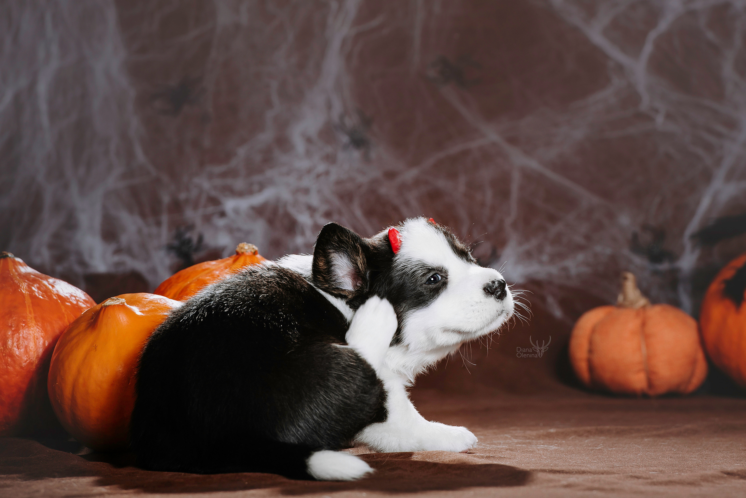 Фотосессия щенков Корги Кардиган. Фотограф Диана Оленина Красноярск / Братск