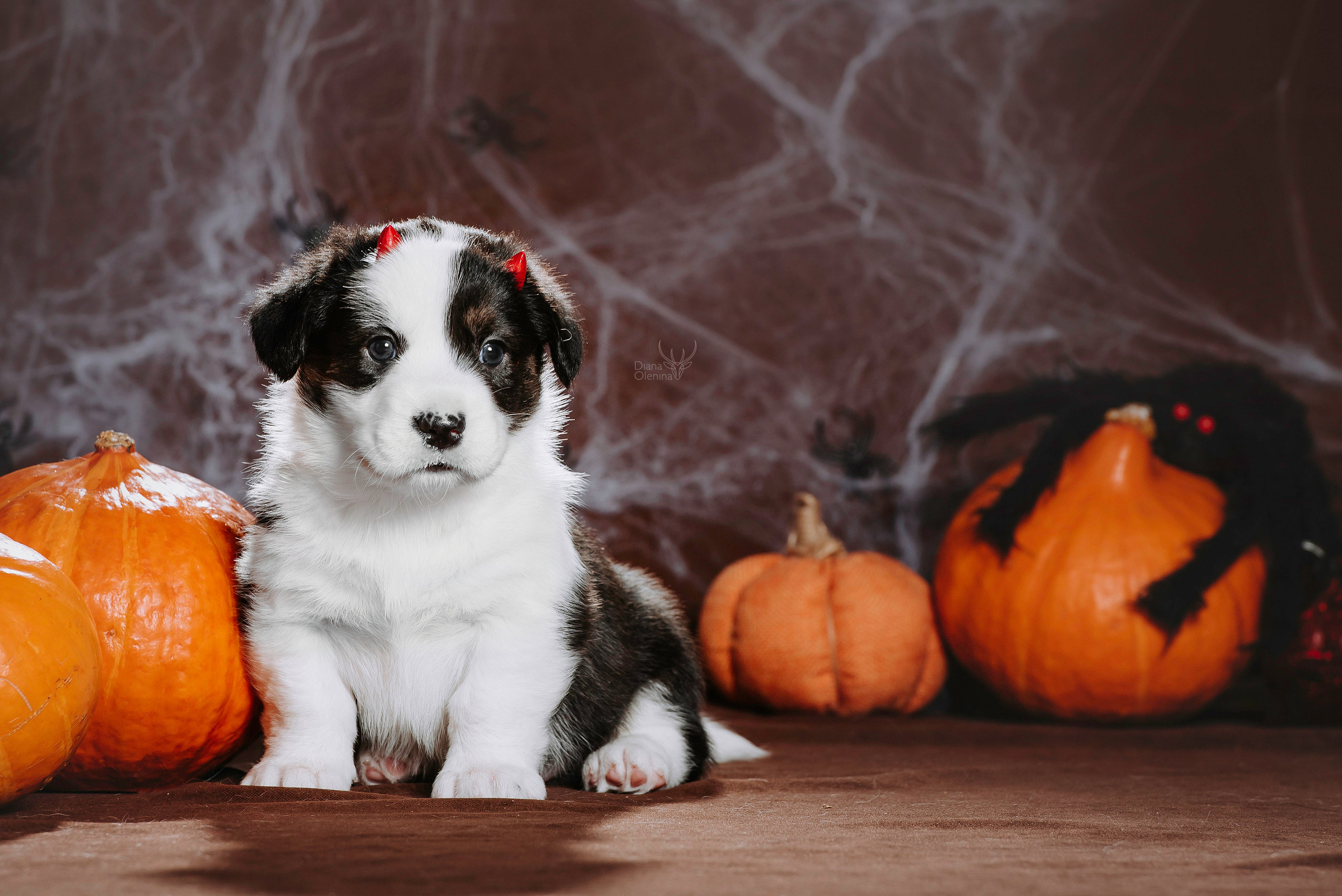 Фотосессия щенков Корги Кардиган. Фотограф Диана Оленина Красноярск / Братск
