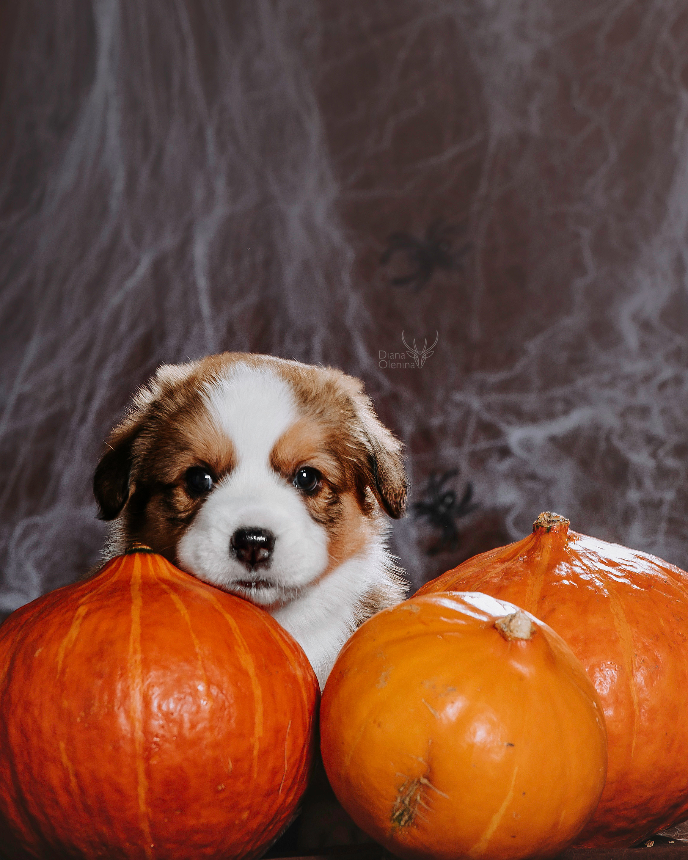 Фотосессия щенков Корги Кардиган. Фотограф Диана Оленина Красноярск / Братск