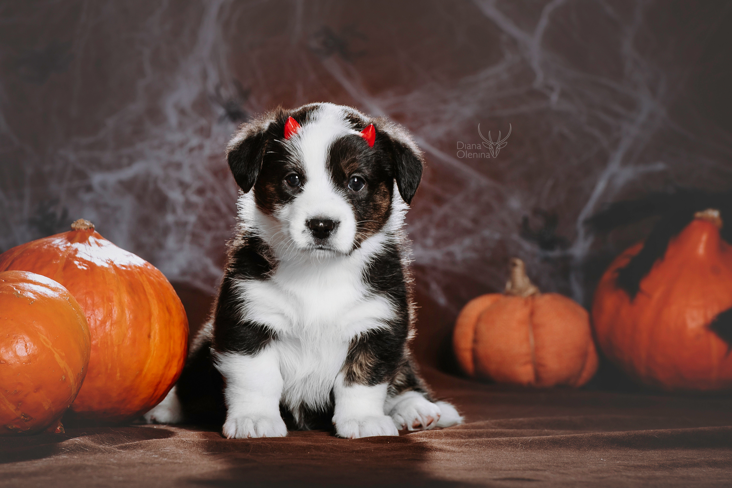 Фотосессия щенков Корги Кардиган. Фотограф Диана Оленина Красноярск / Братск