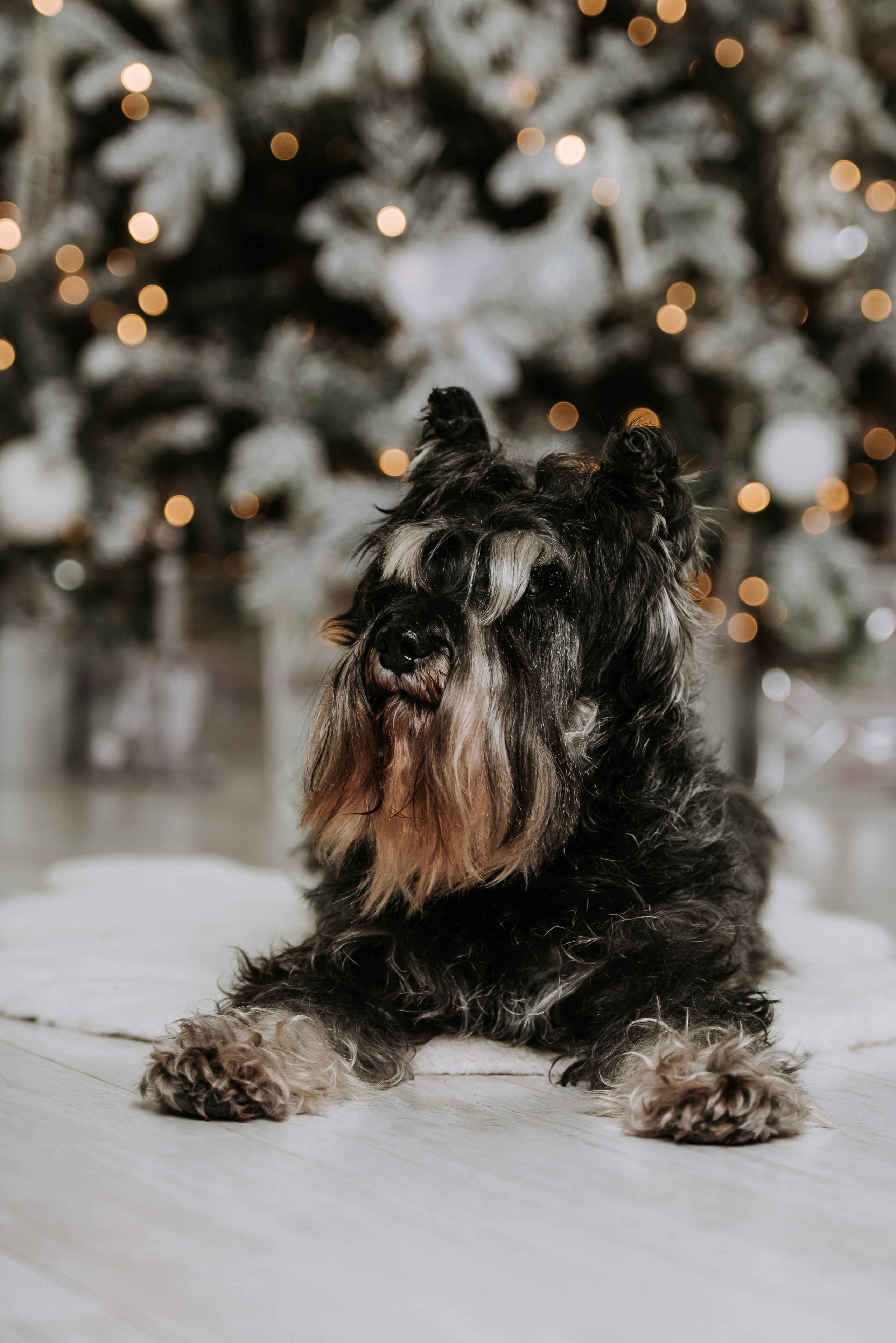 Семейная фотосессия на Новый Год. Фотограф Диана Оленина Красноярск / Братск