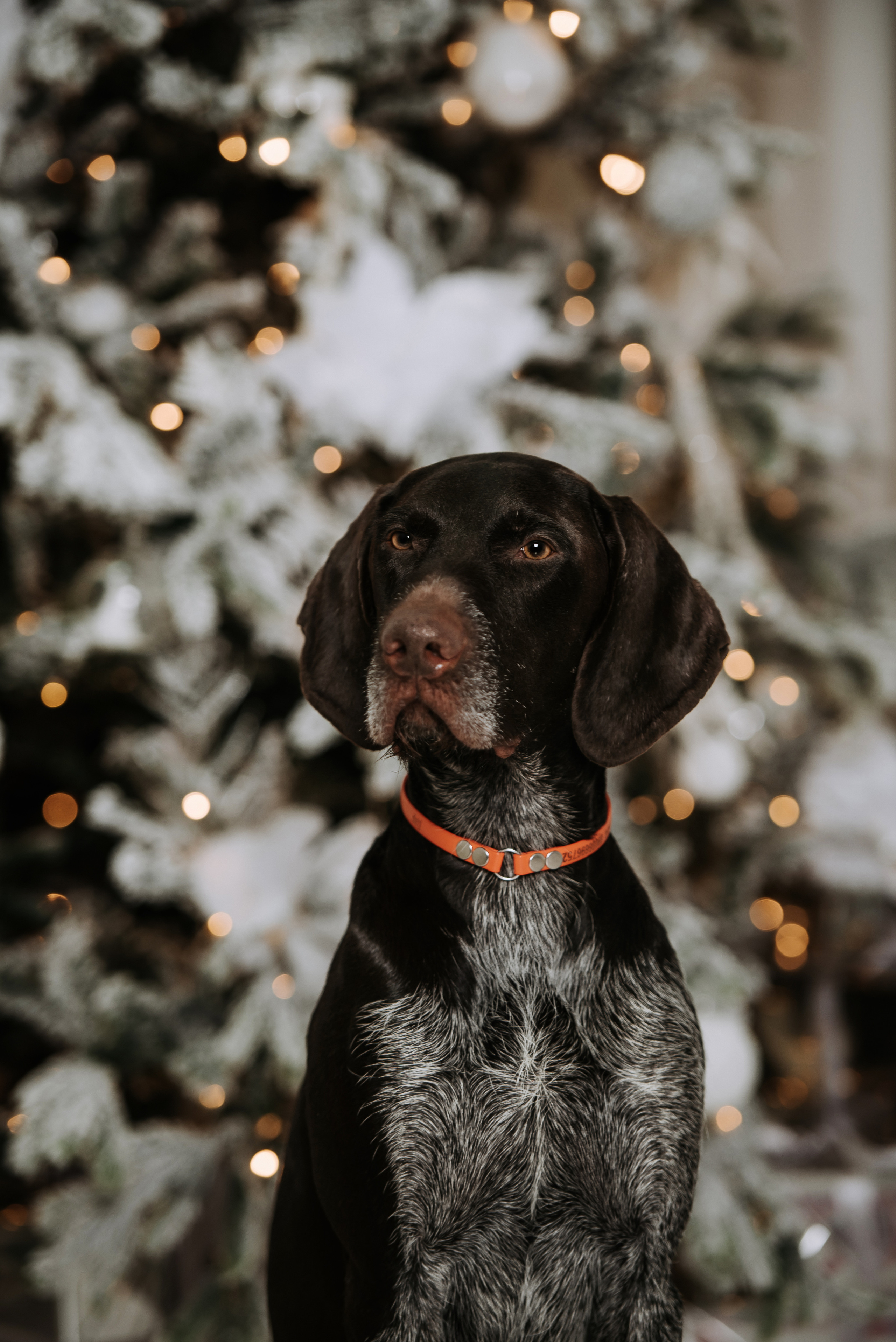 Семейная фотосессия на Новый Год. Фотограф Диана Оленина Красноярск / Братск