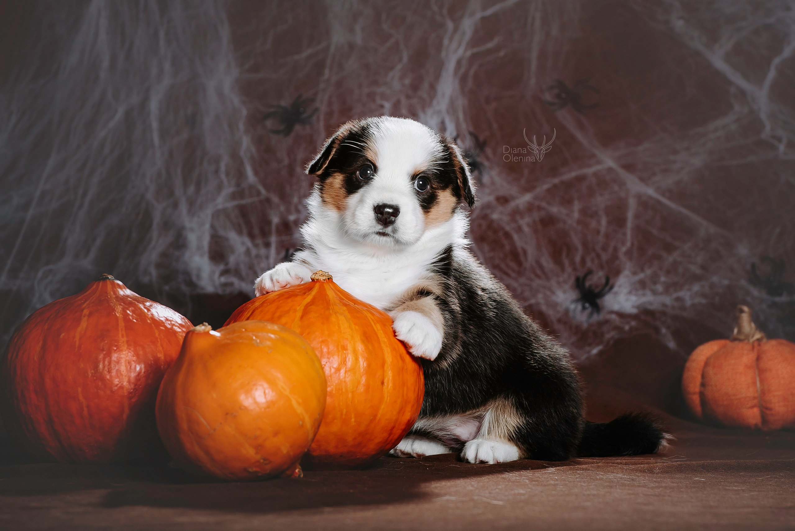 Фотосессия щенков Корги Кардиган. Фотограф Диана Оленина Красноярск / Братск