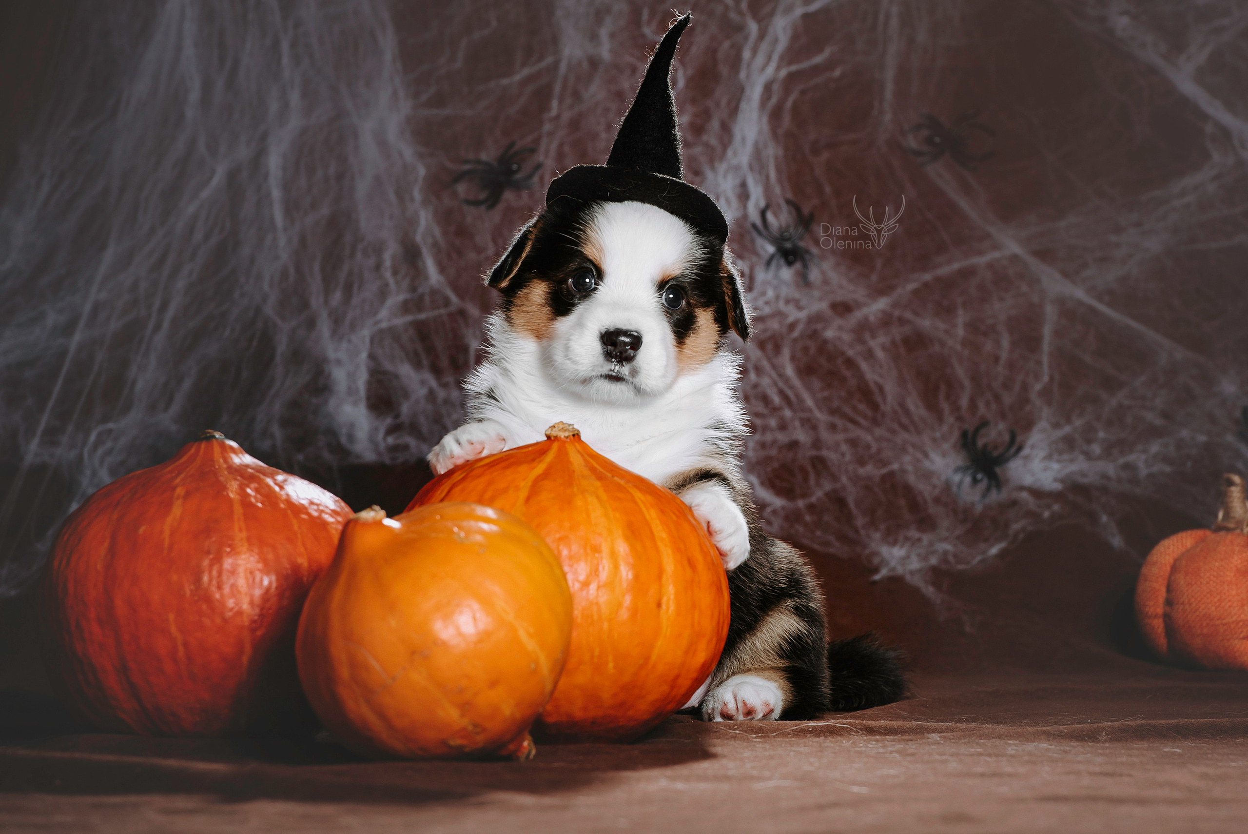 Фотосессия щенков Корги Кардиган. Фотограф Диана Оленина Красноярск / Братск